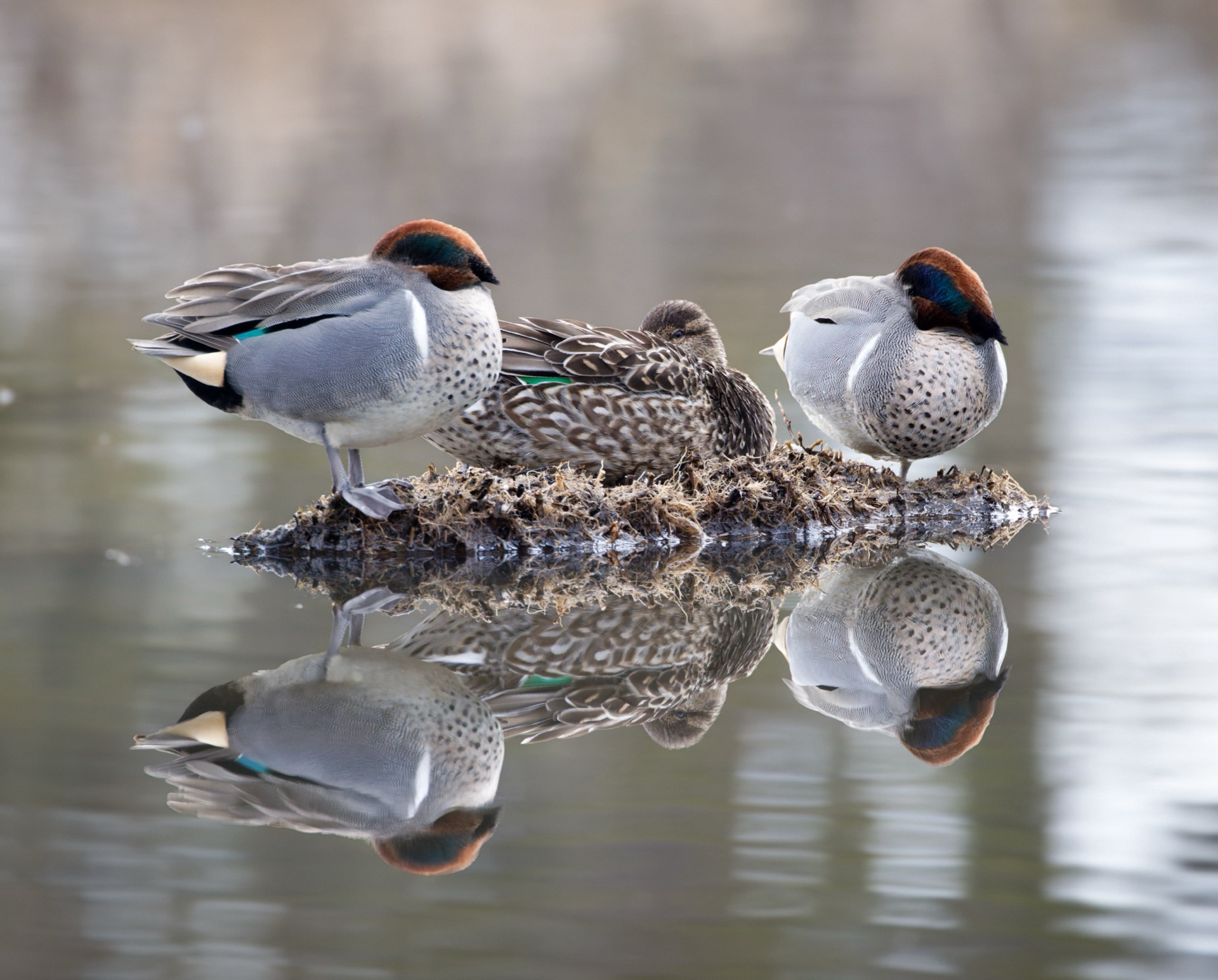 Green-winged Teal