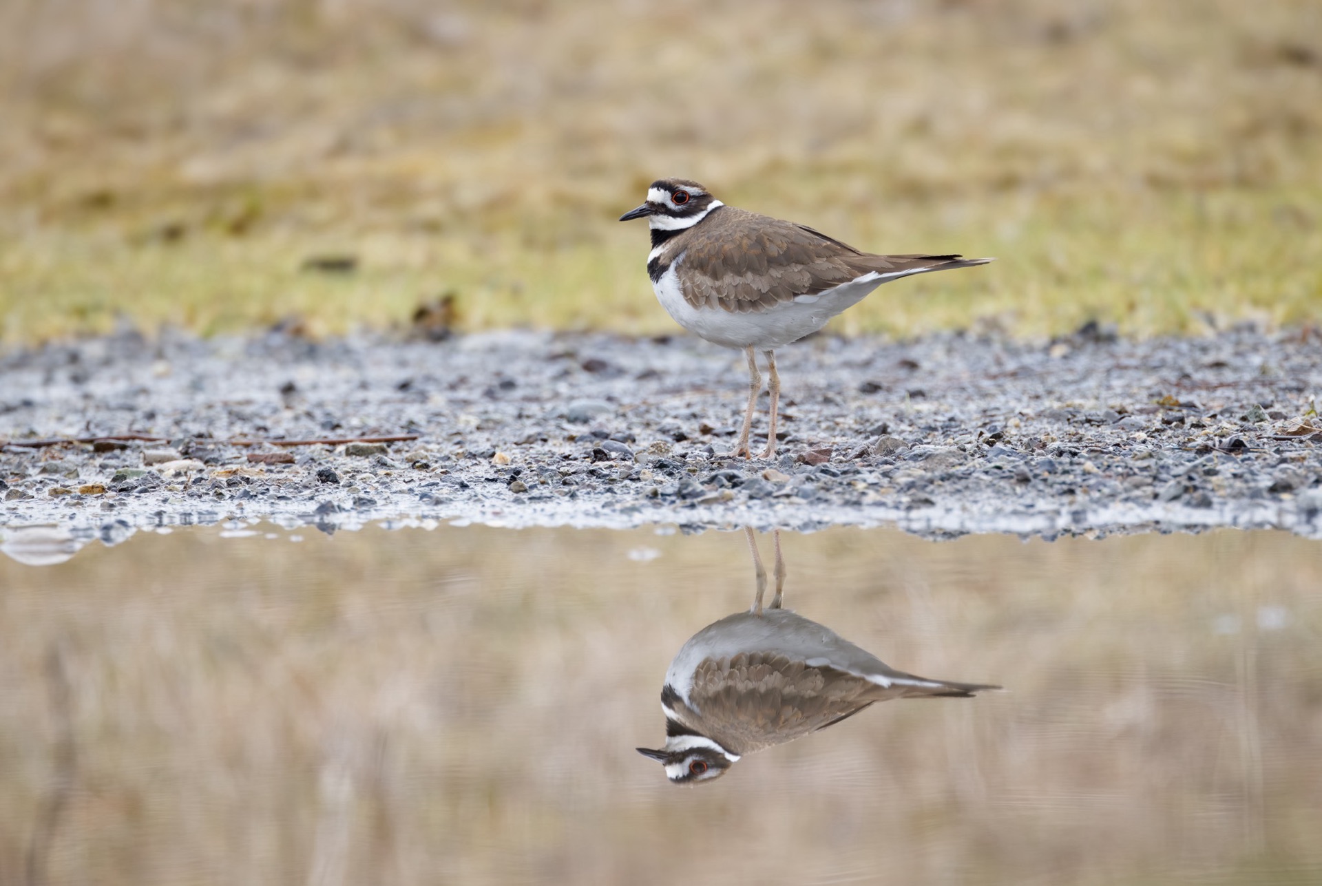 Killdeer