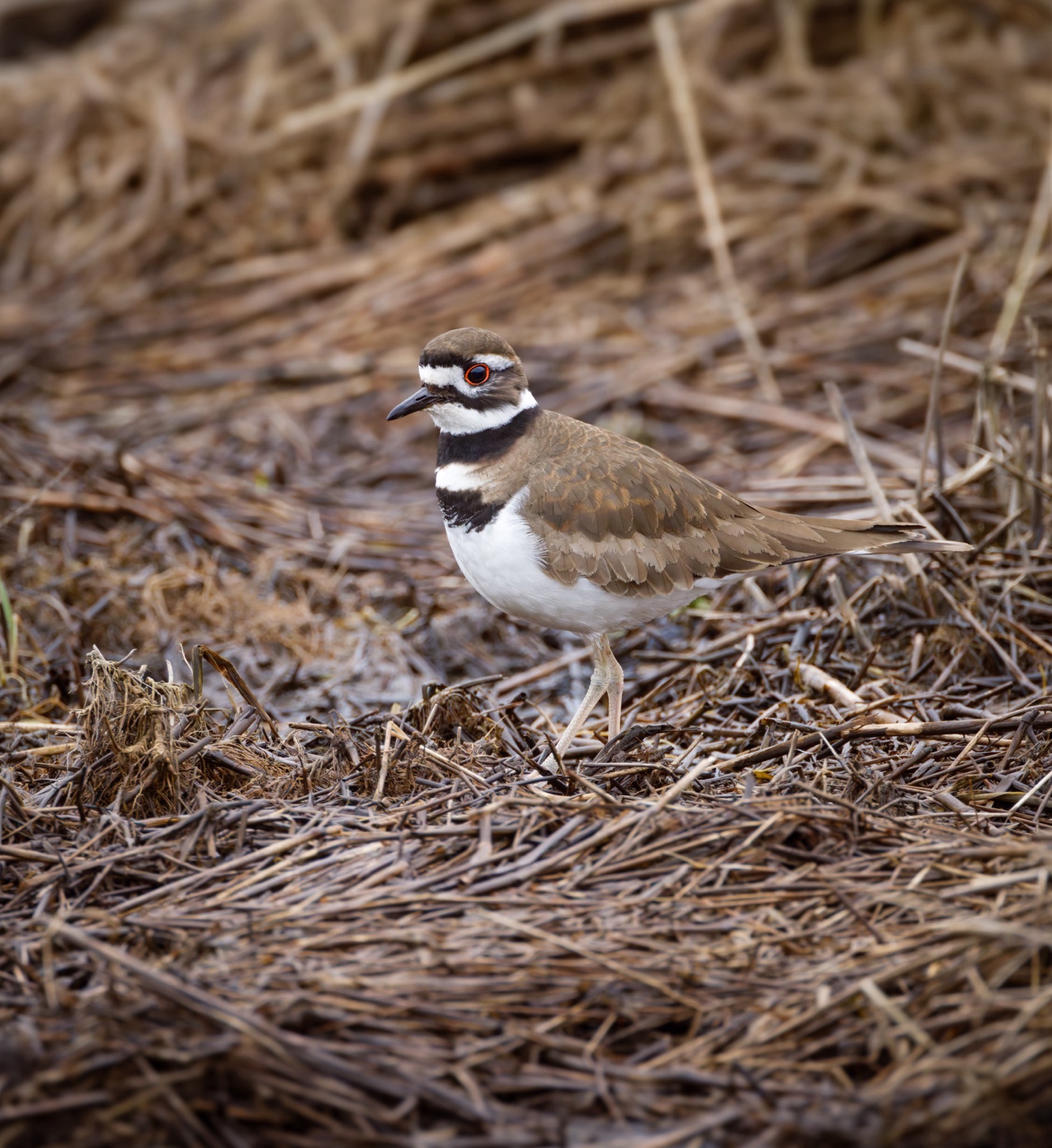 Killdeer