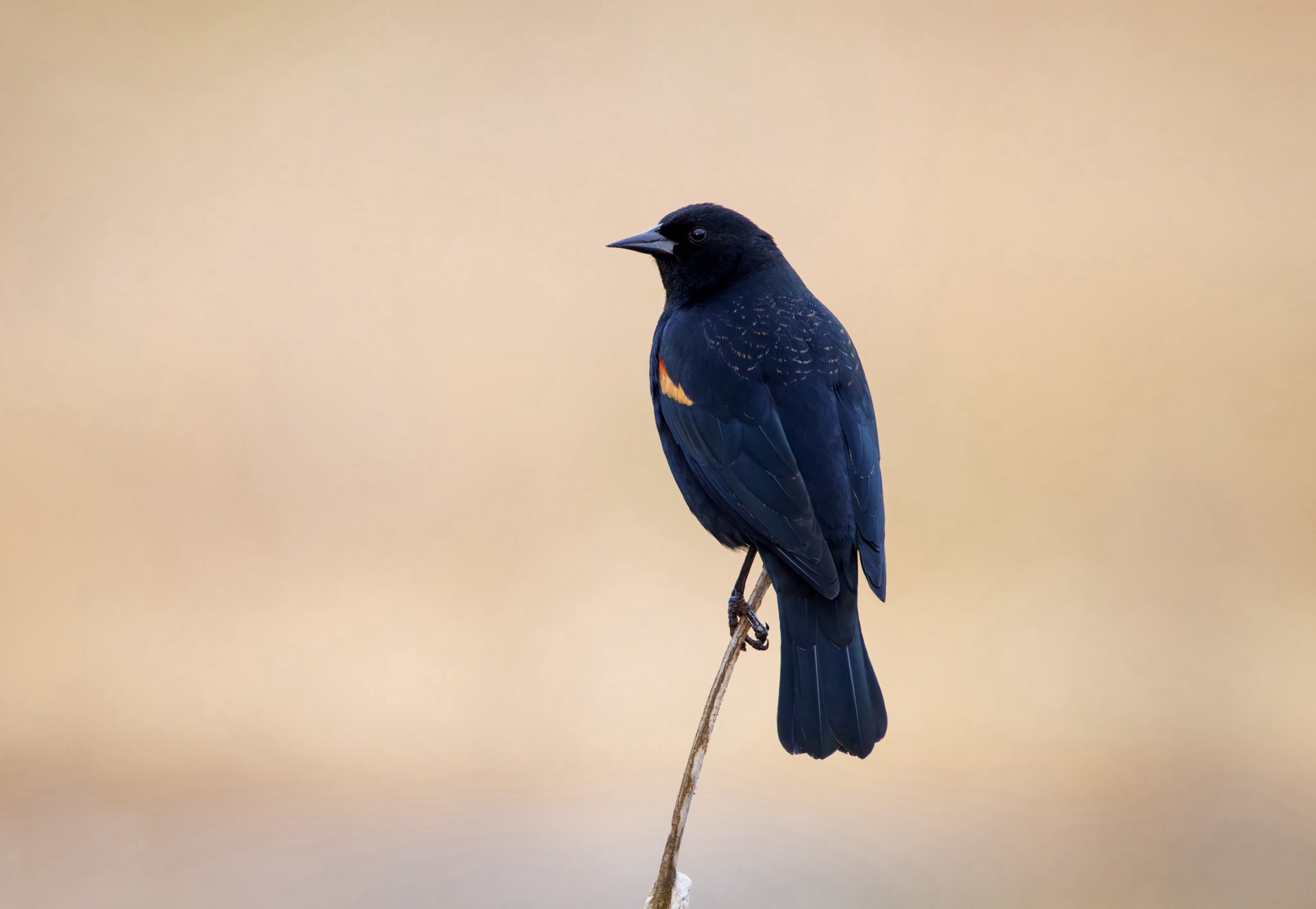 Red-winged Blackbird