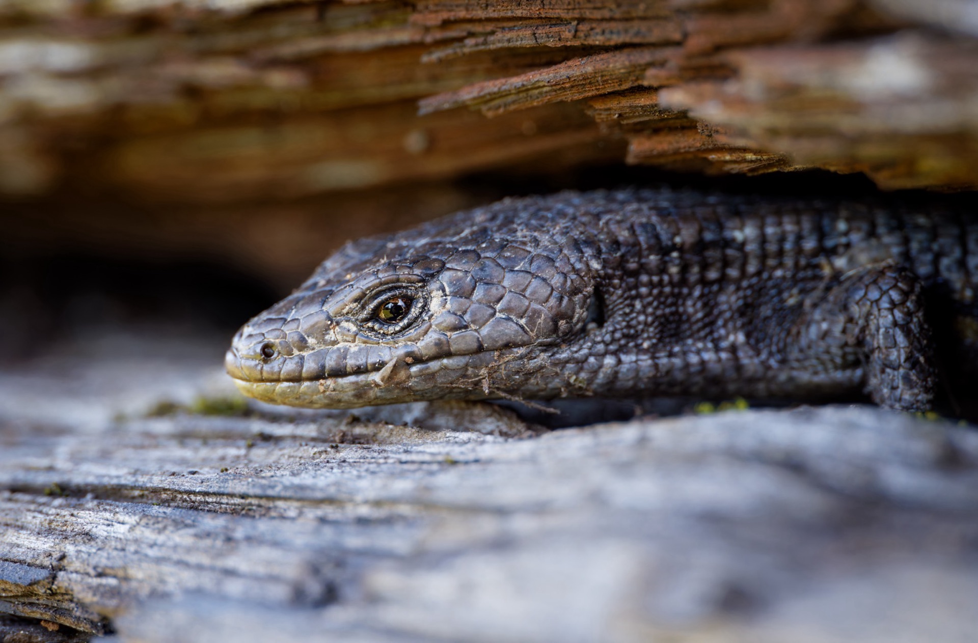 Northern Alligator Lizard