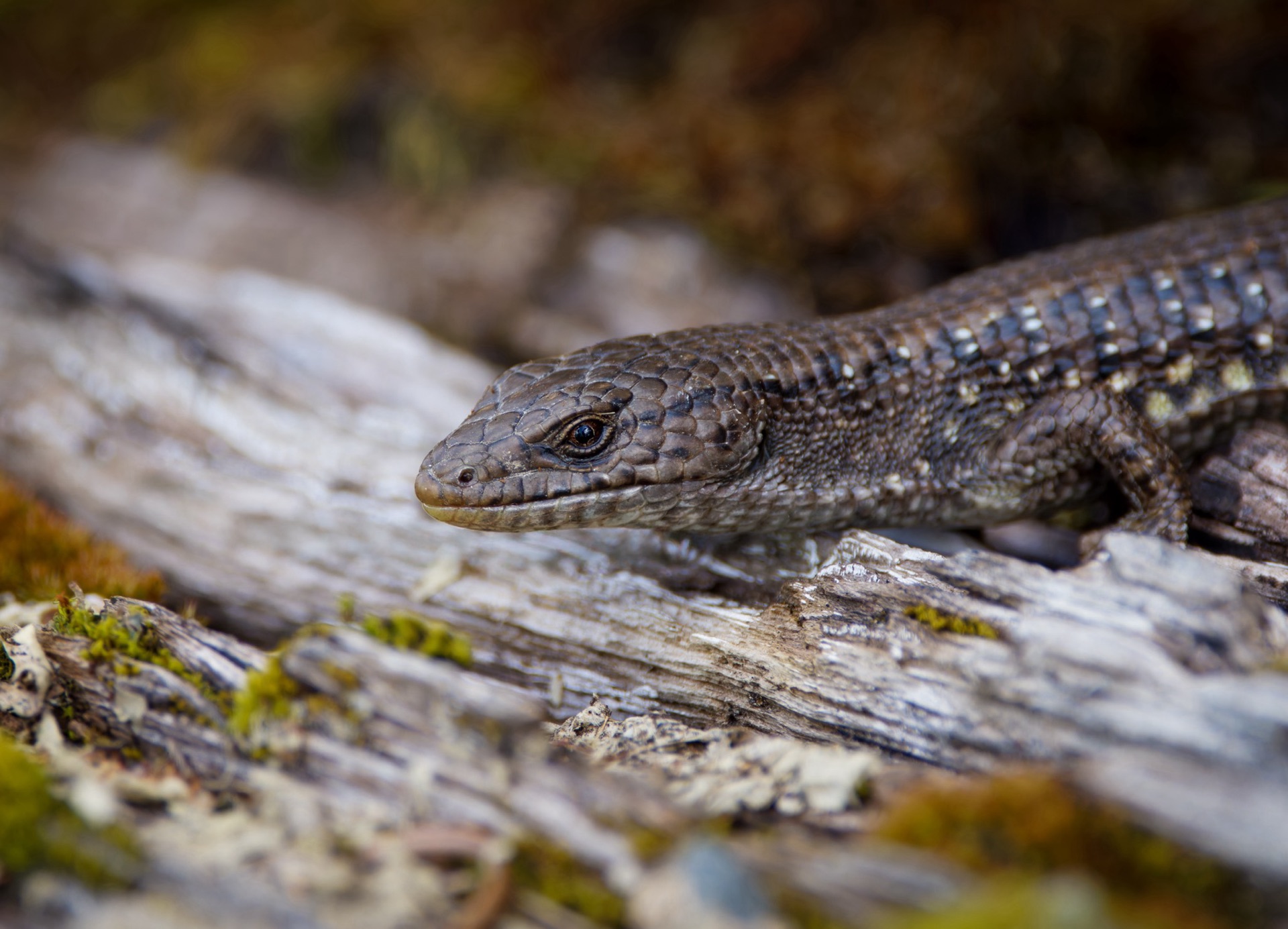 Northern Alligator Lizard