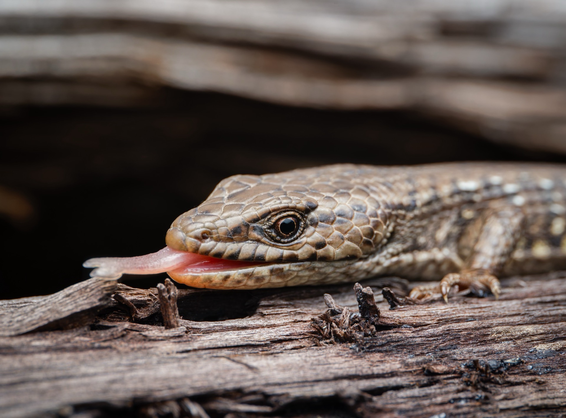 Northern Alligator Lizard