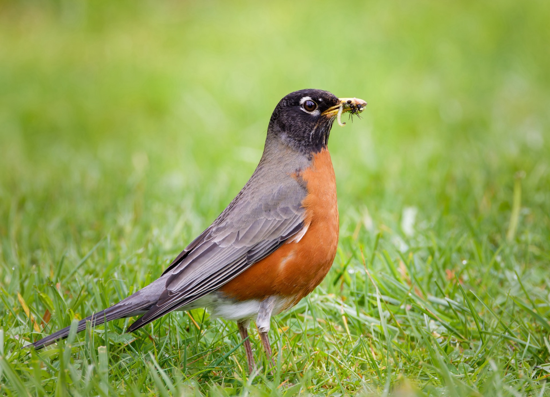 American Robin