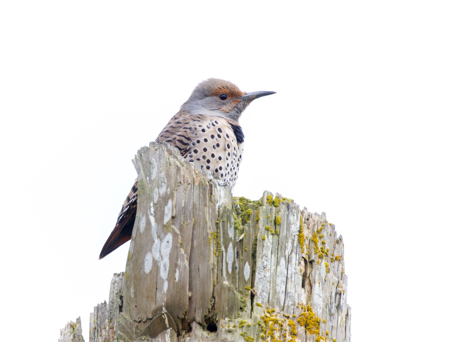 Northern Flicker