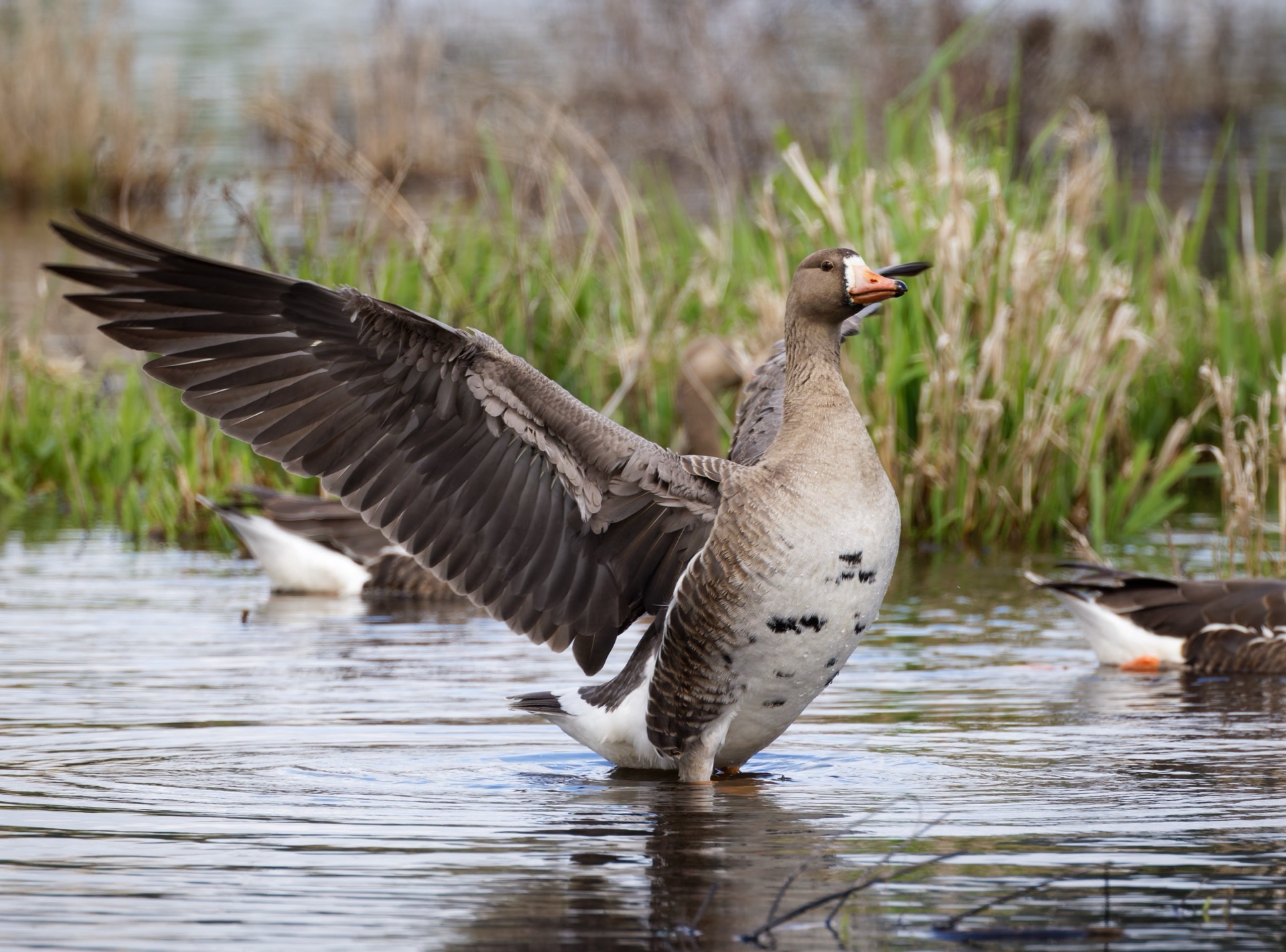Greater White-fronted Goose