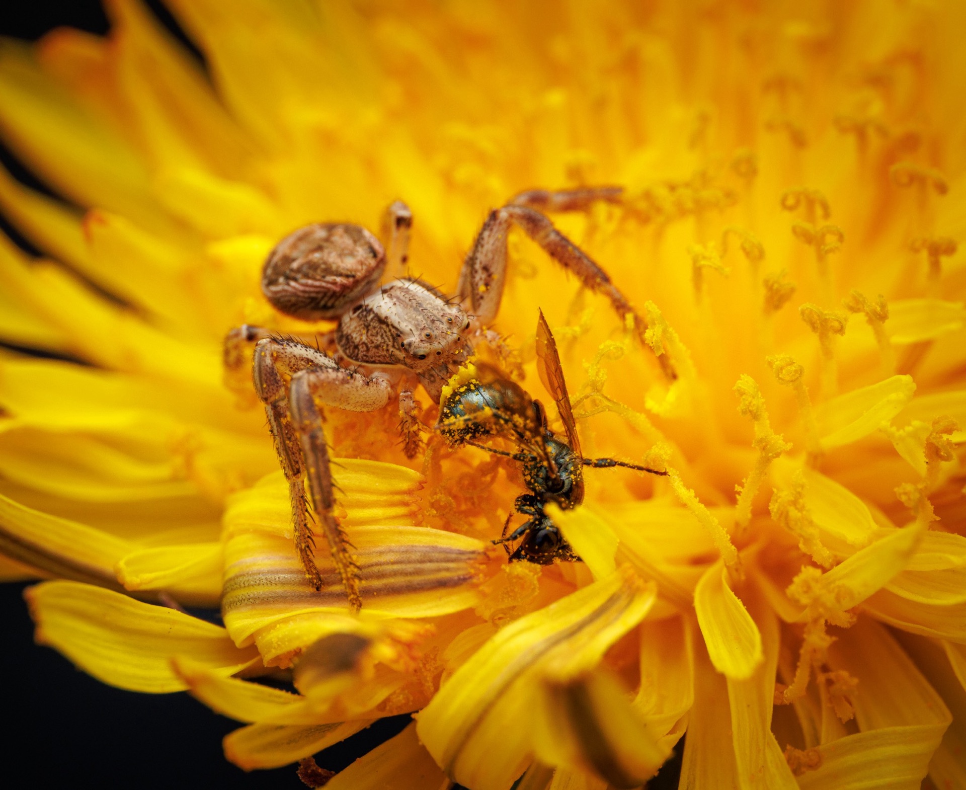 Crab Spider