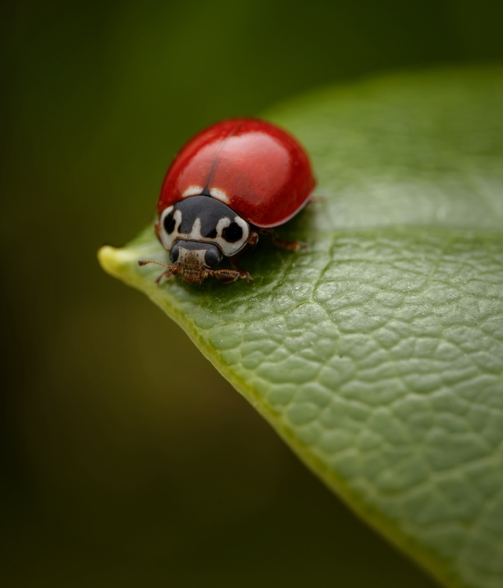Western Blood-red Lady Beetle