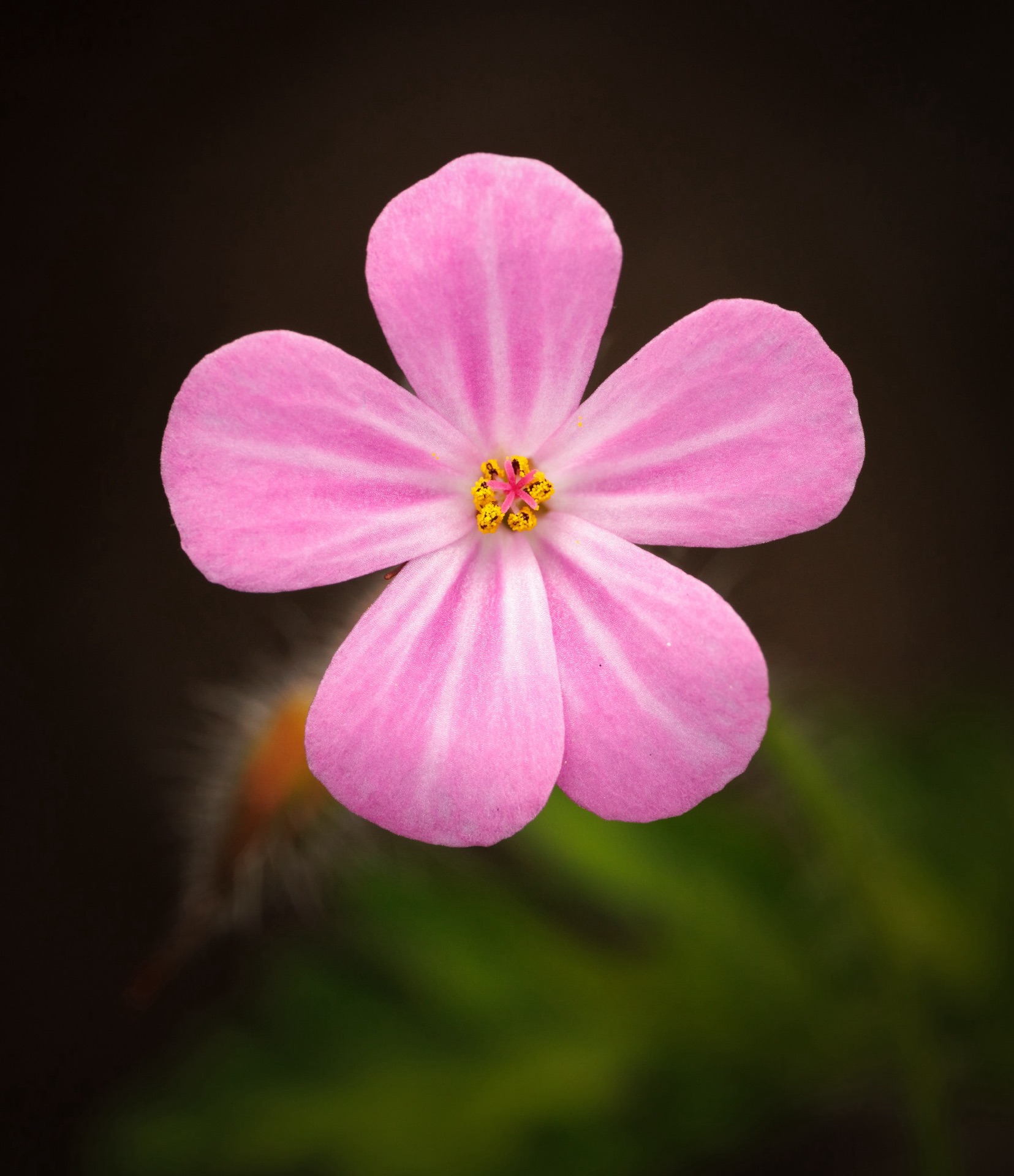 Herb Robert