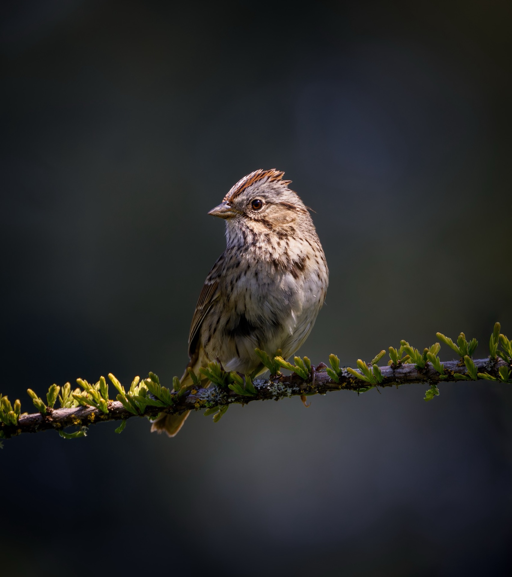 Lincoln's Sparrow