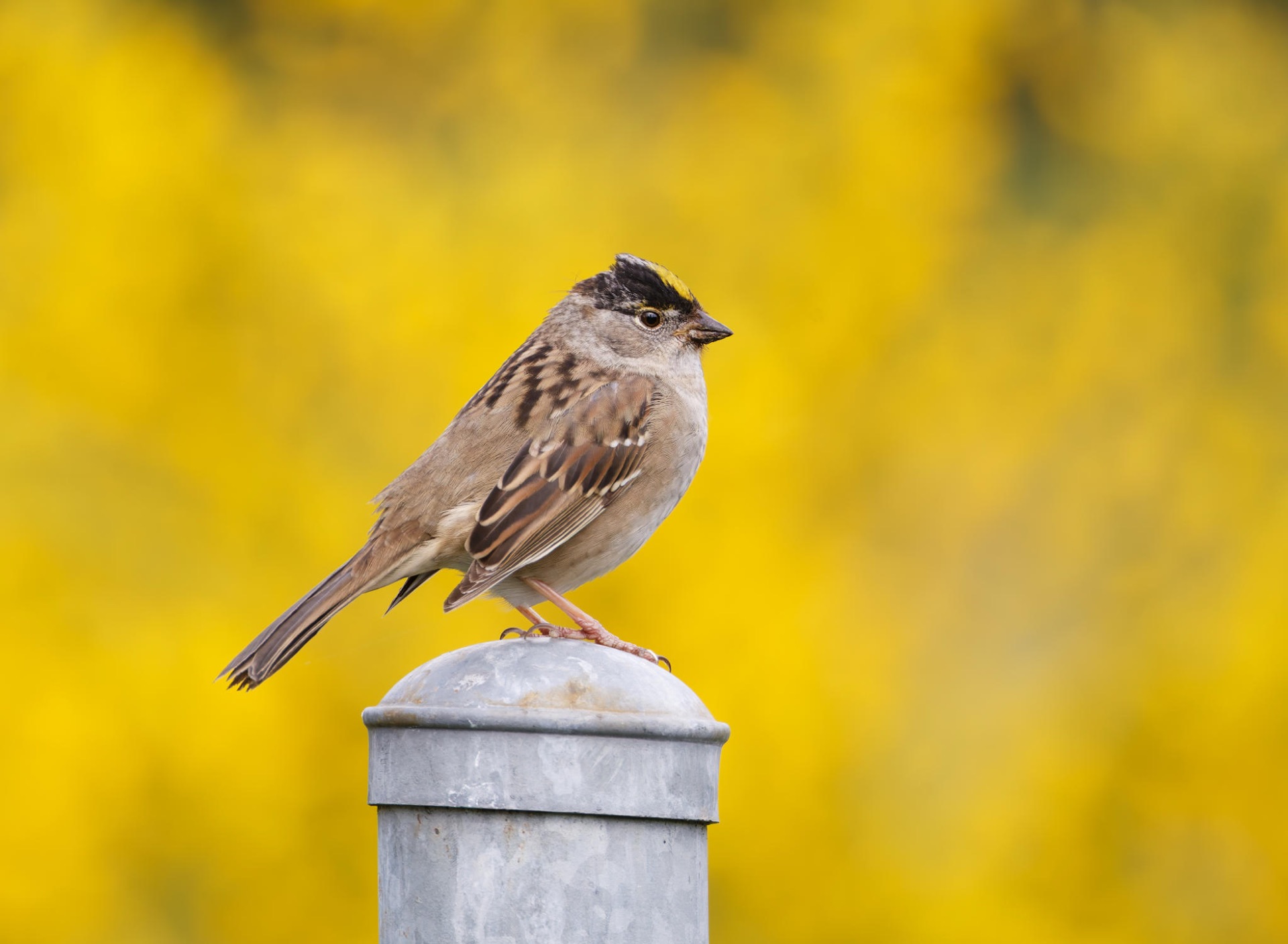 Golden-crowned Sparrow