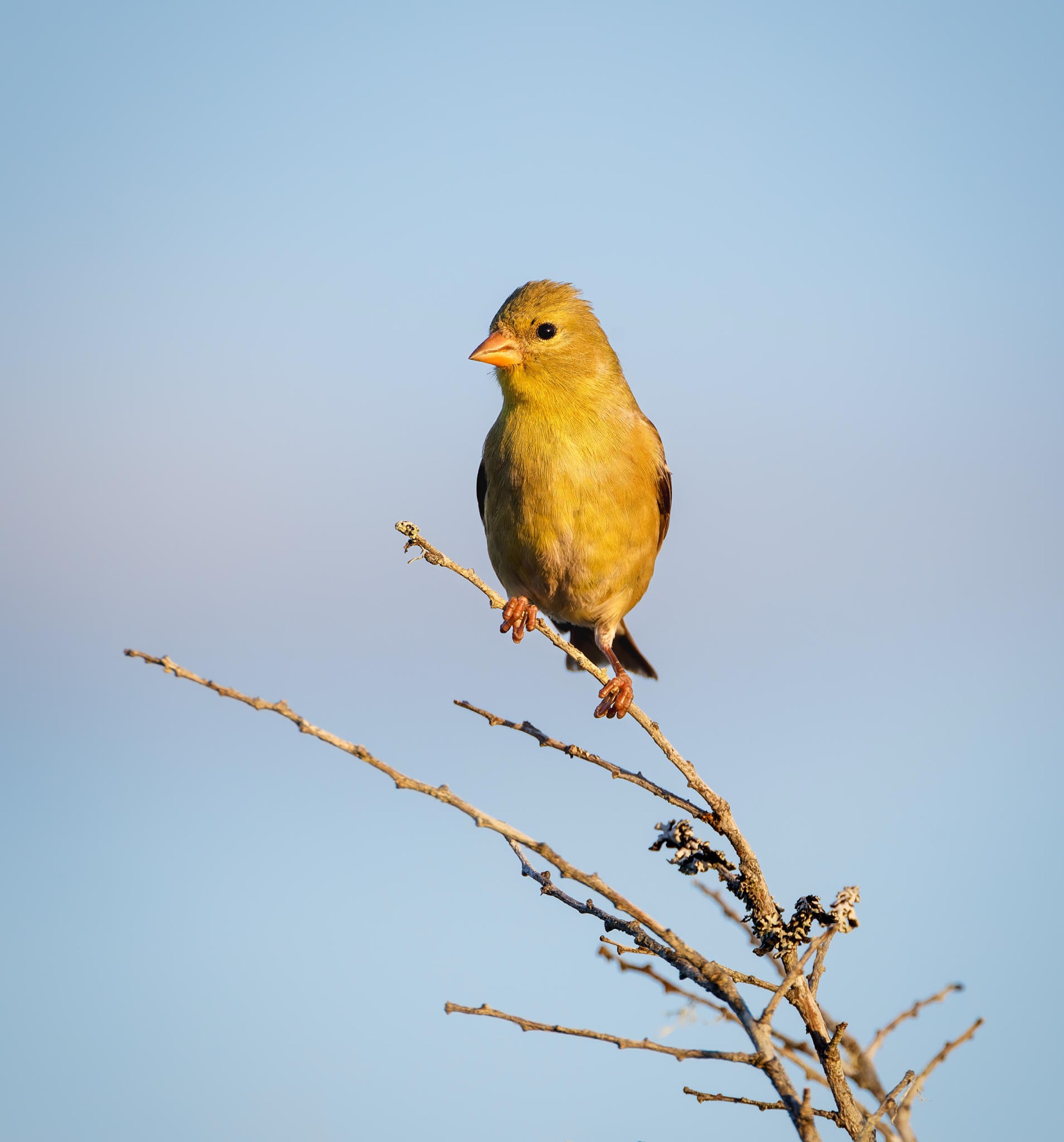 American Goldfinch