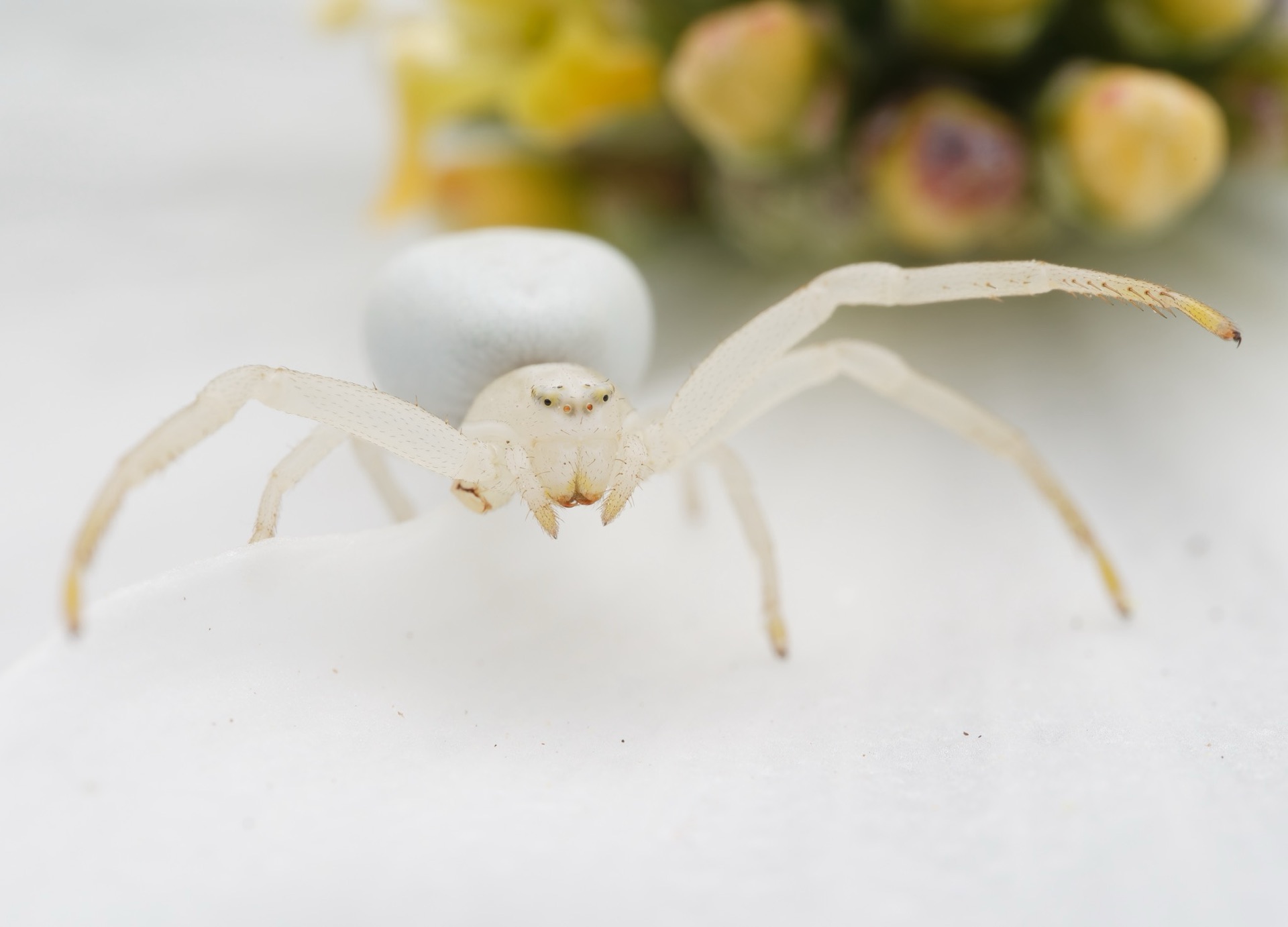 Crab Spider