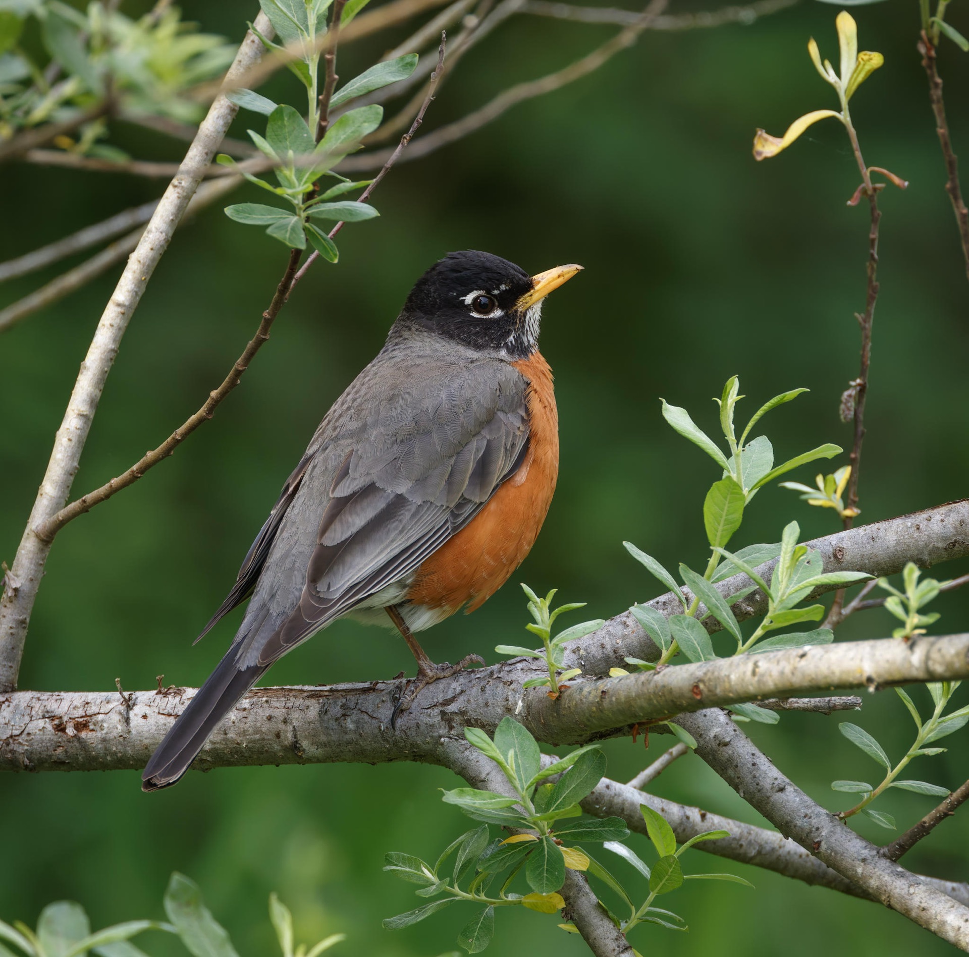 American Robin
