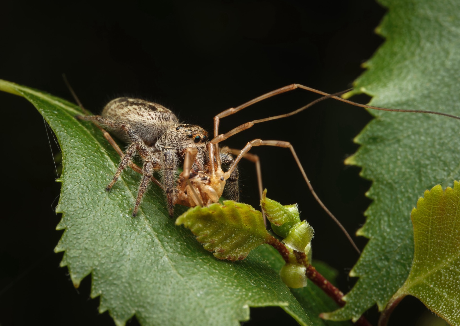Jumping Spider and Harvestman