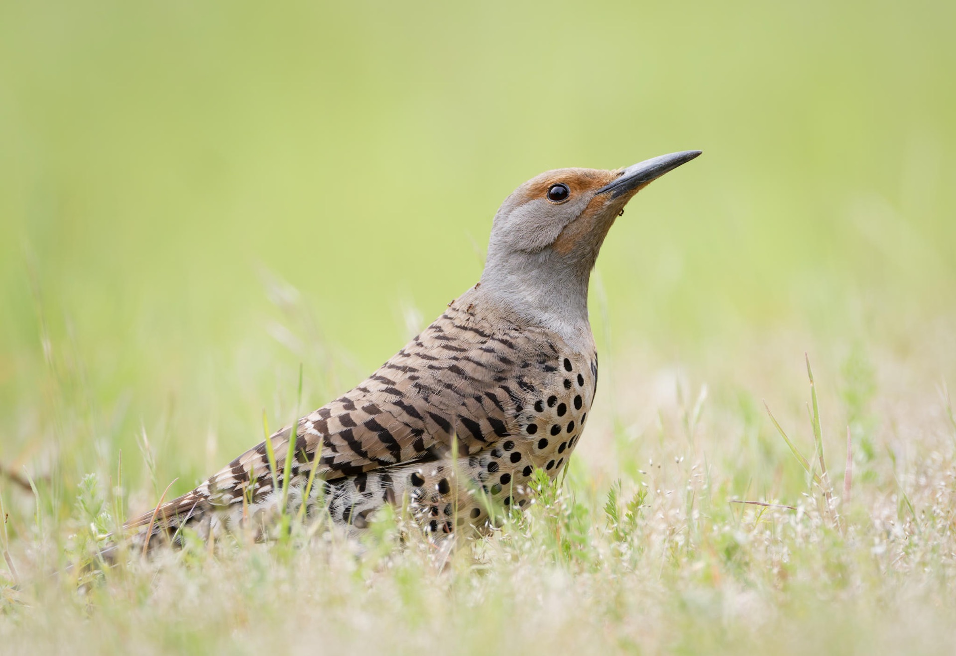 Northern Flicker