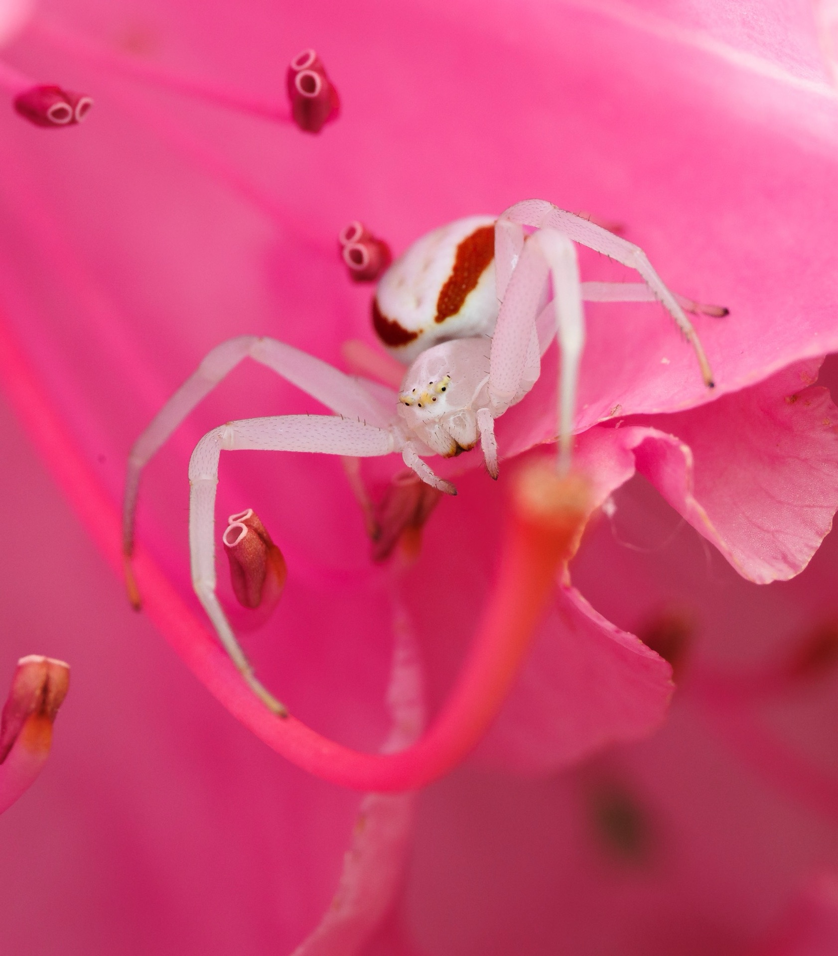 Crab Spider