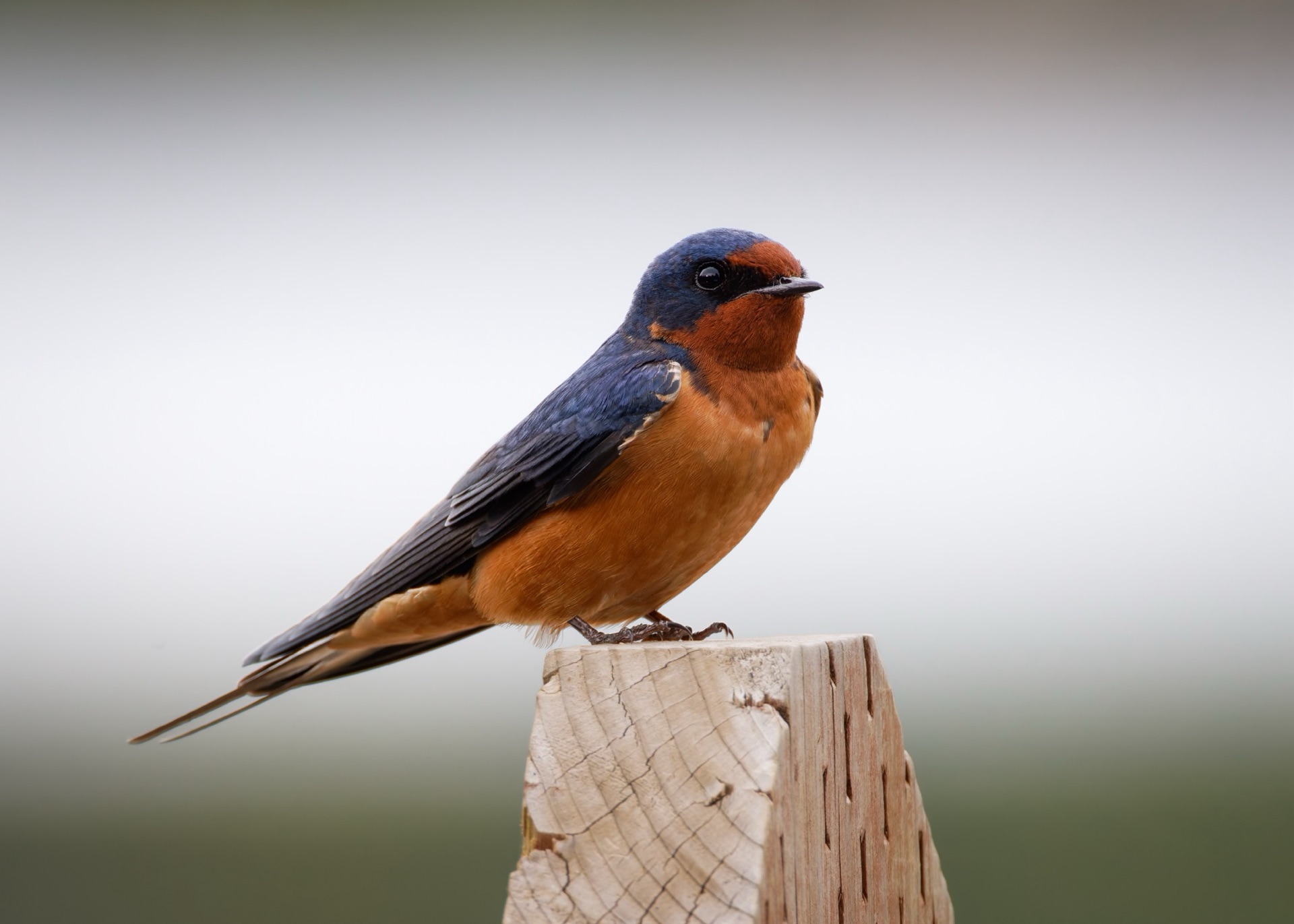 Barn Swallow