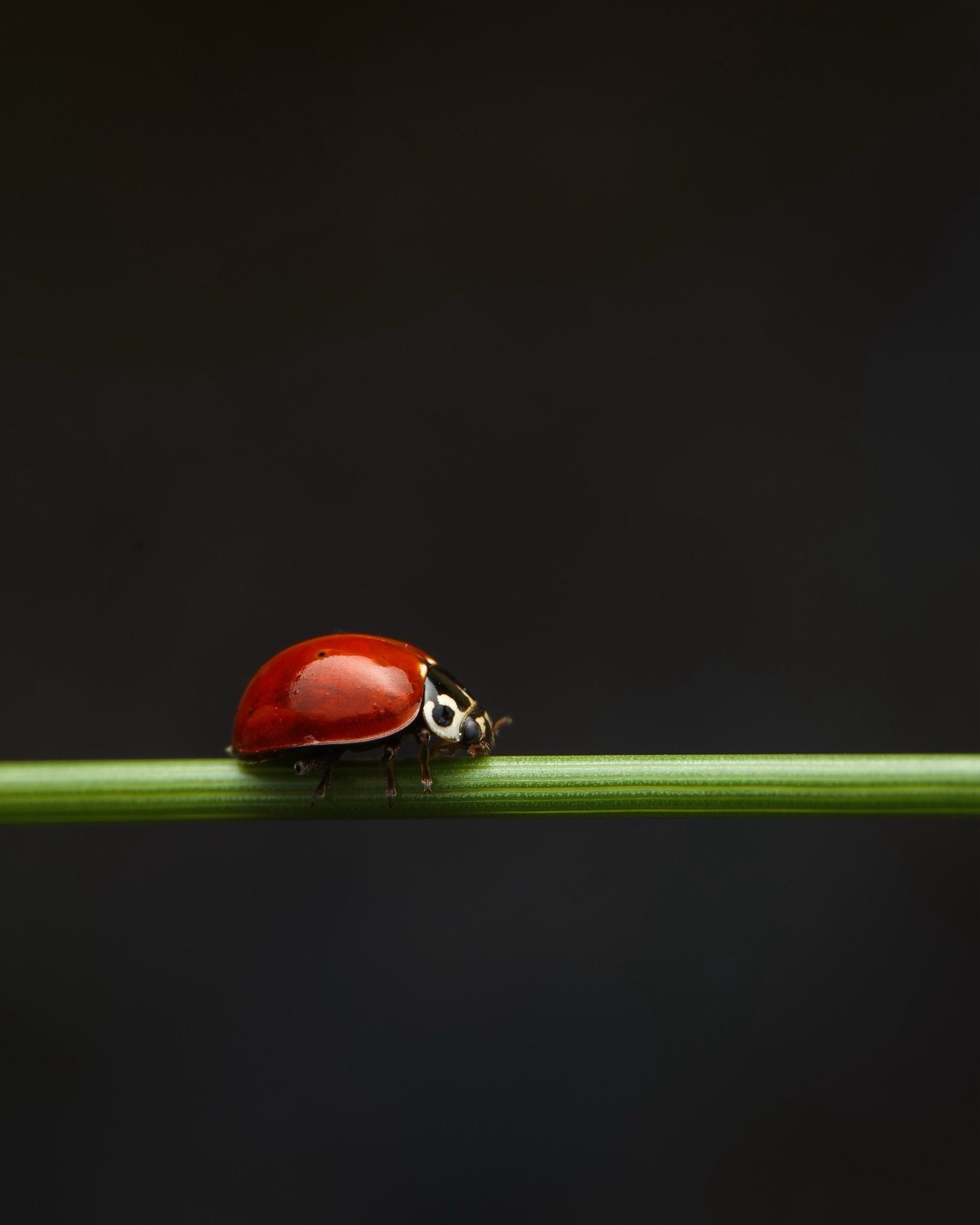 Western Blood-red Lady Beetle