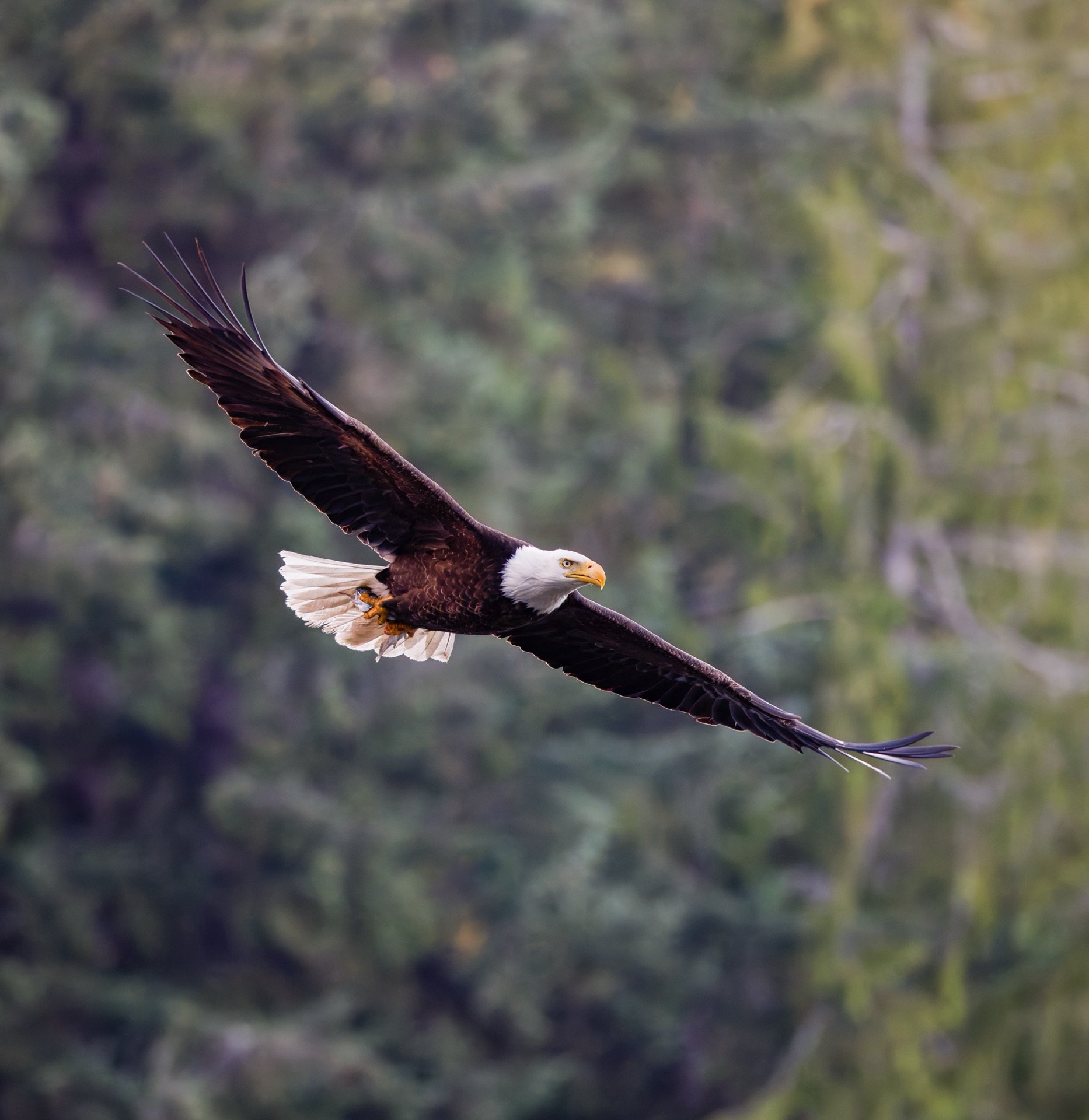 Bald Eagle