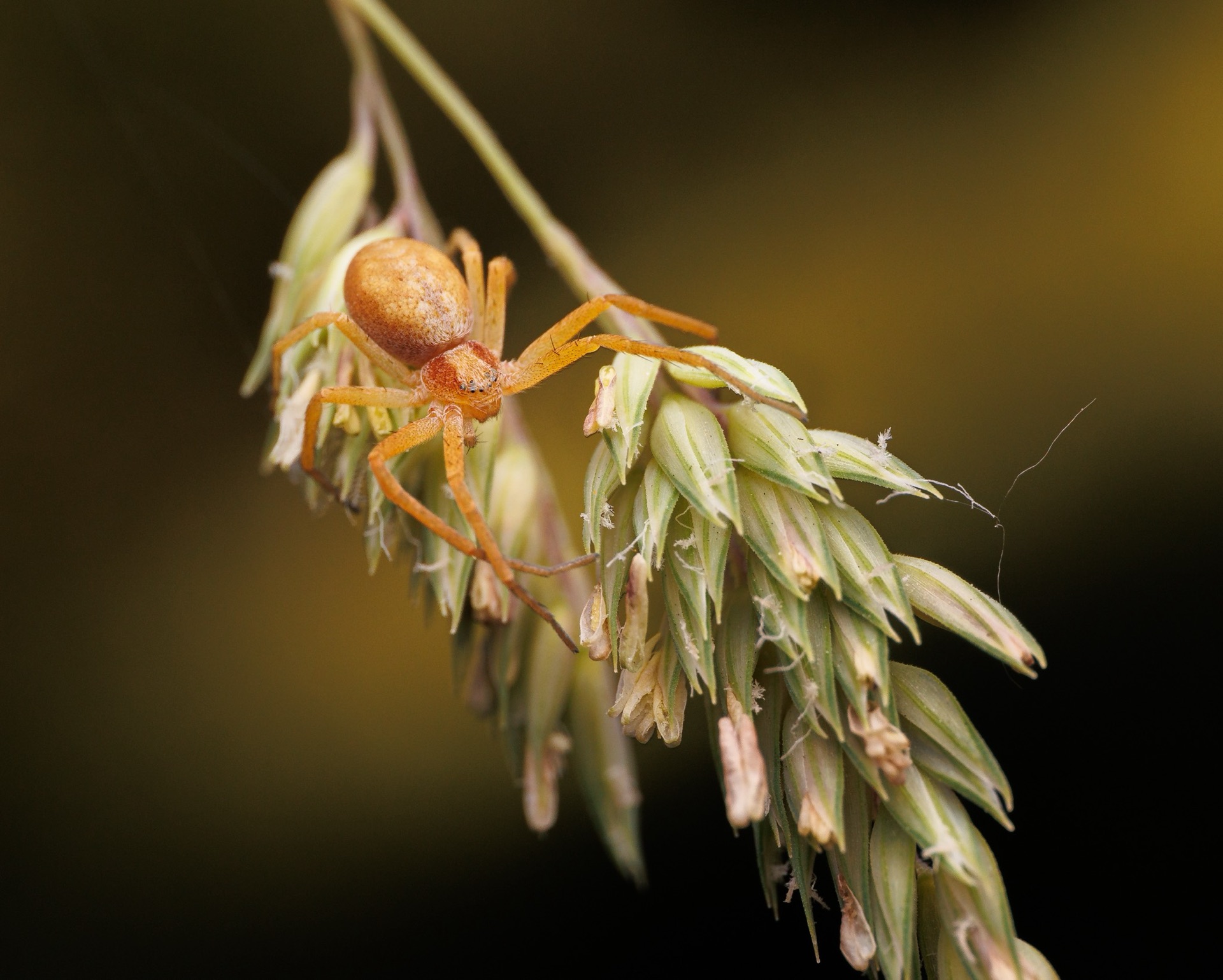 Crab Spider