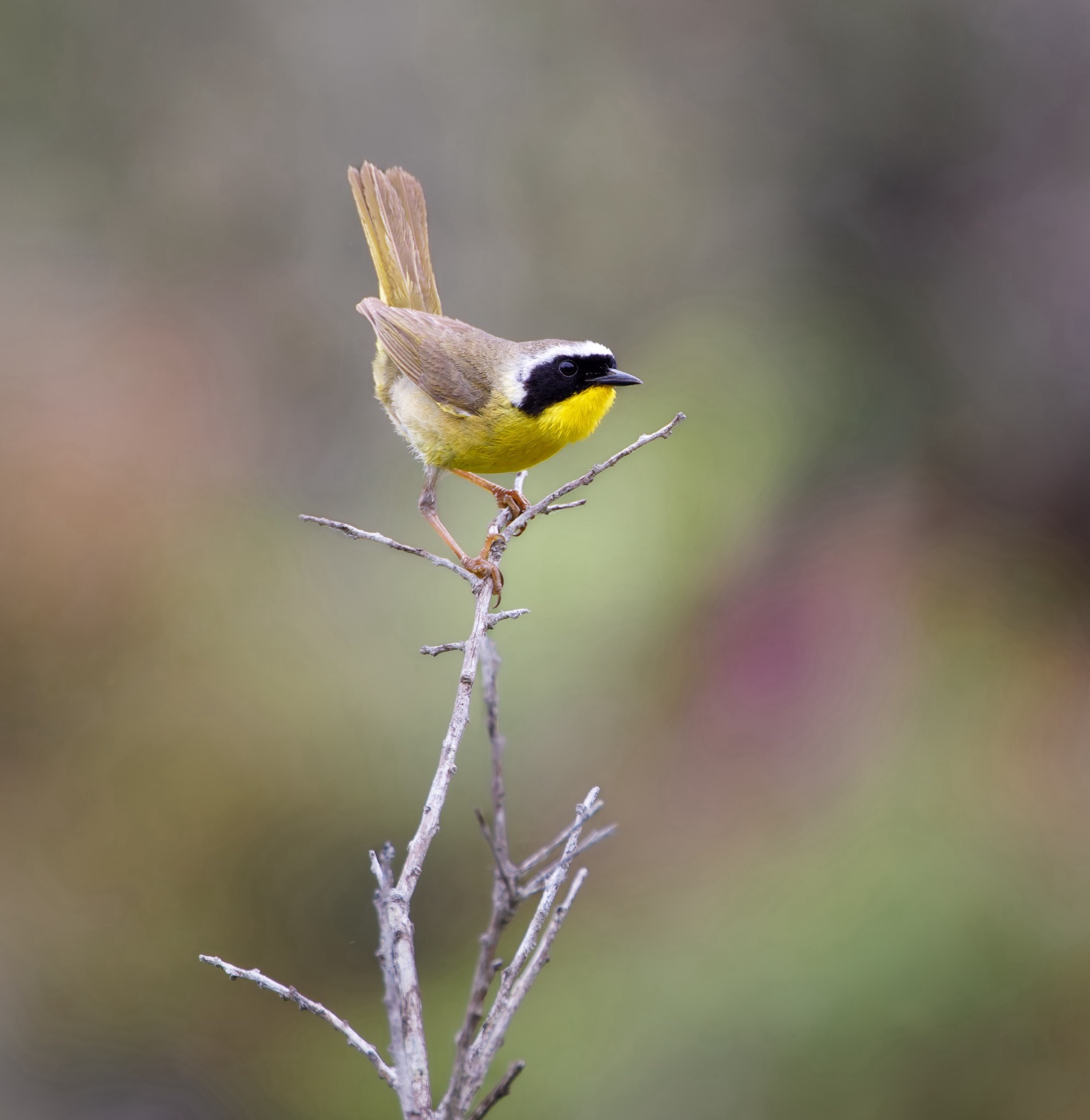 Common Yellowthroat