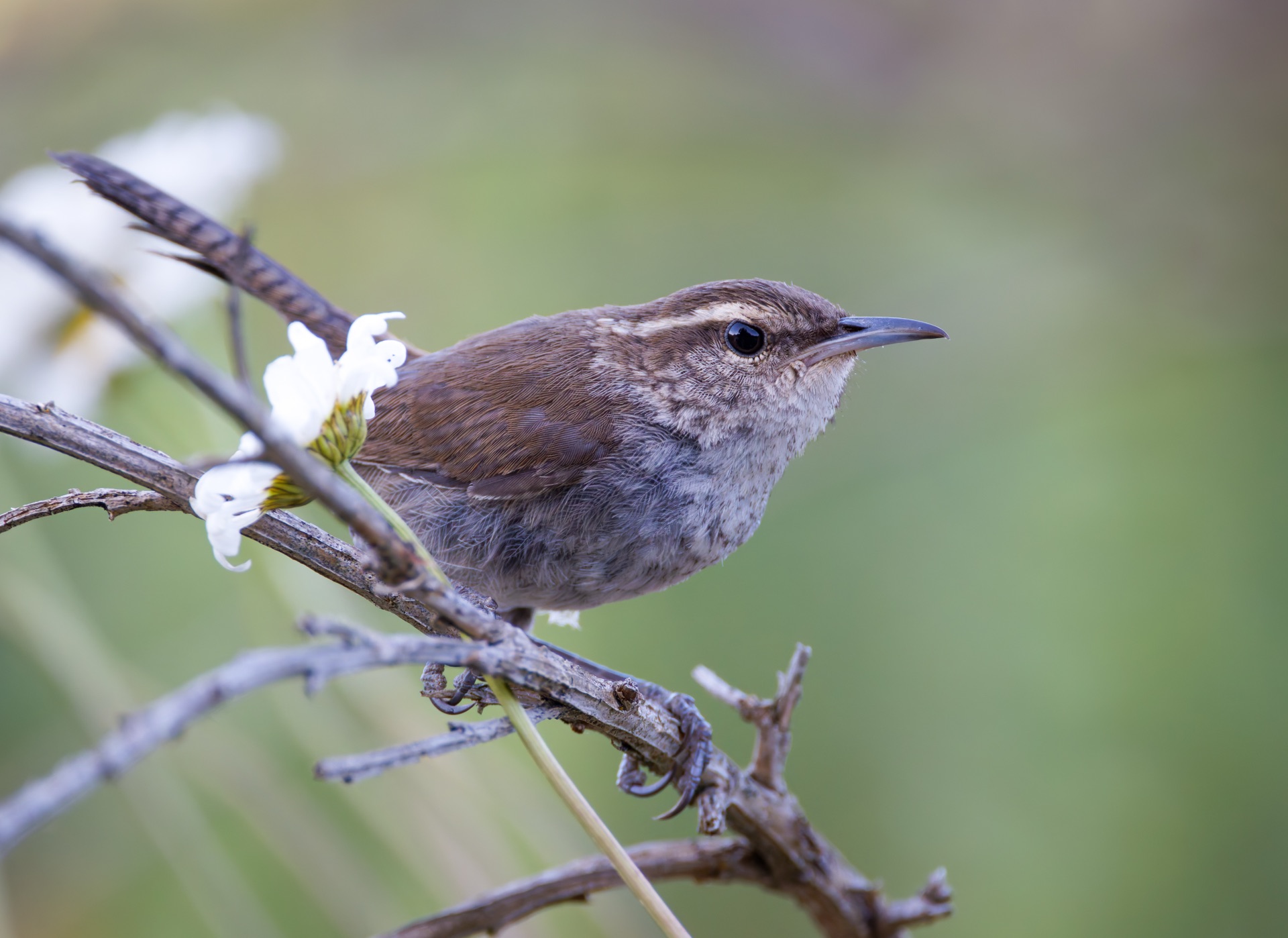 Bewick's Wren