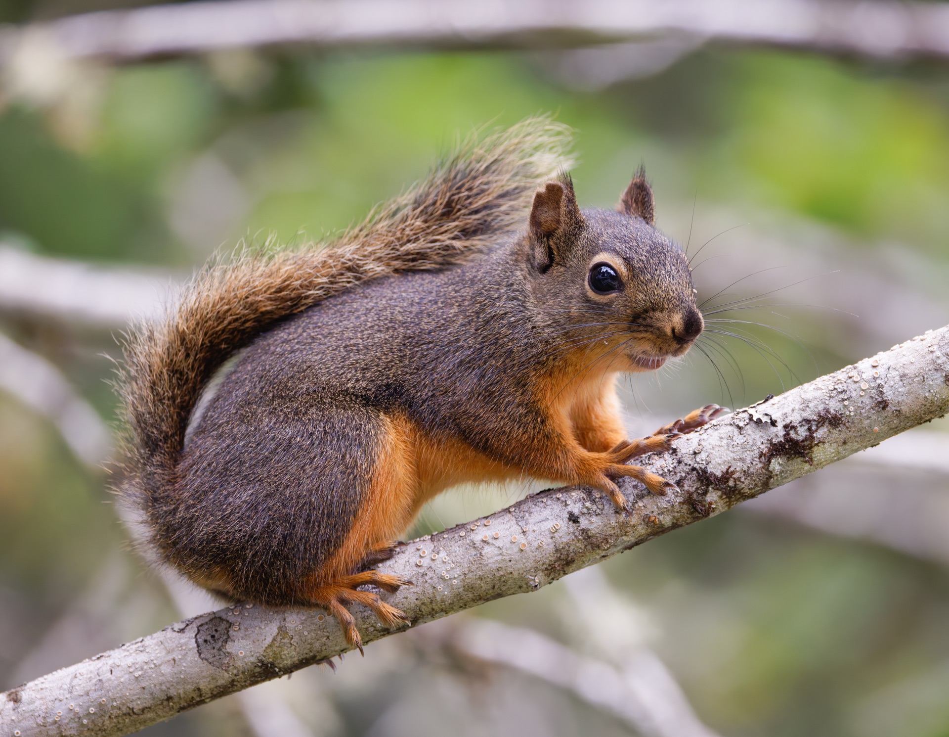 Douglas Squirrel