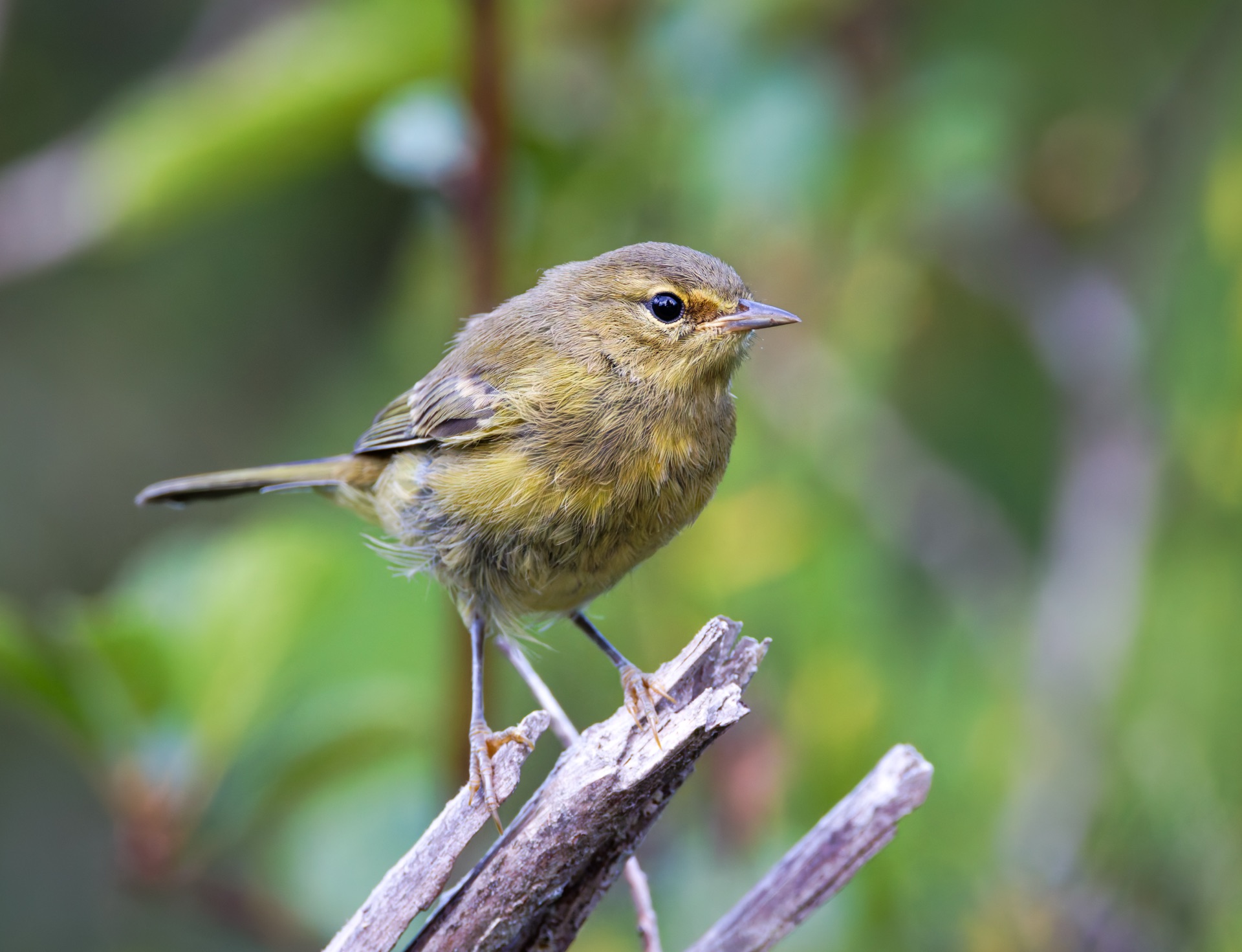 Orange-crowned Warbler