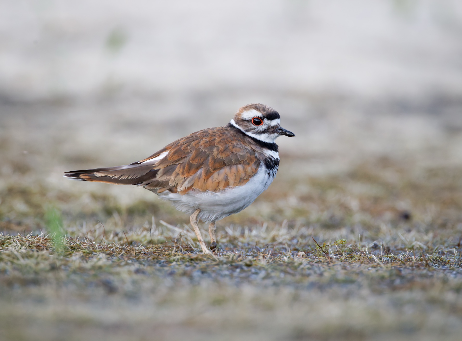 Killdeer