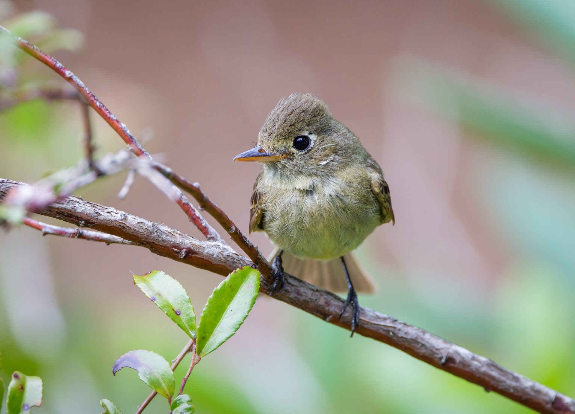 Western Flycatcher