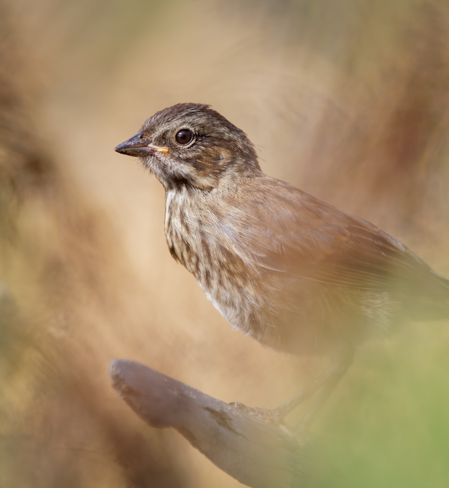 Song Sparrow