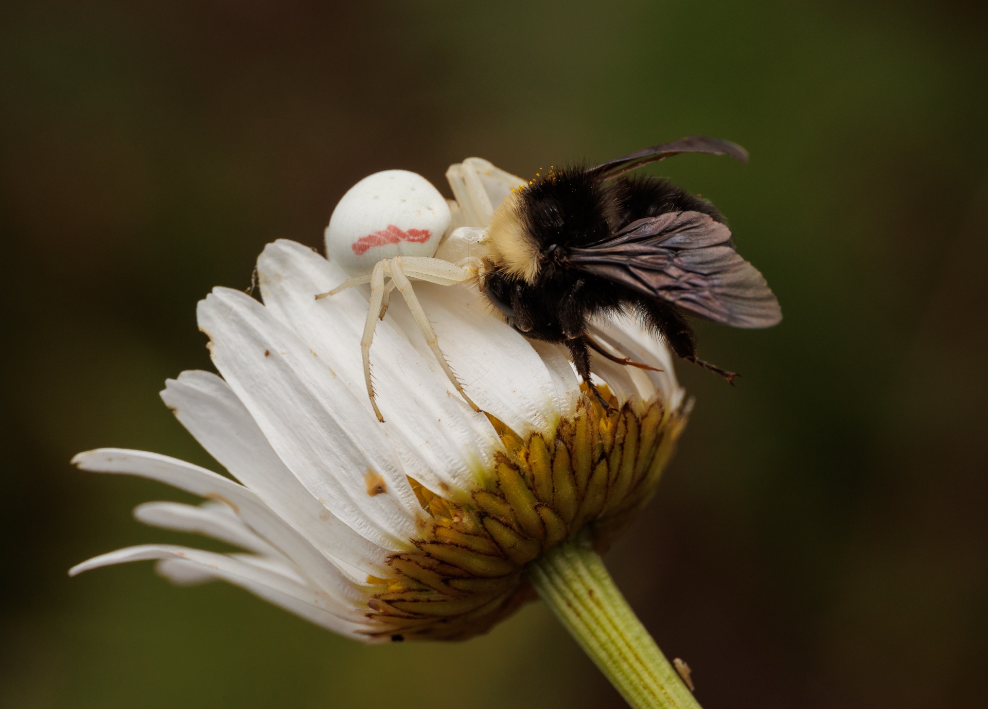 Crab Spider and Bumblebee