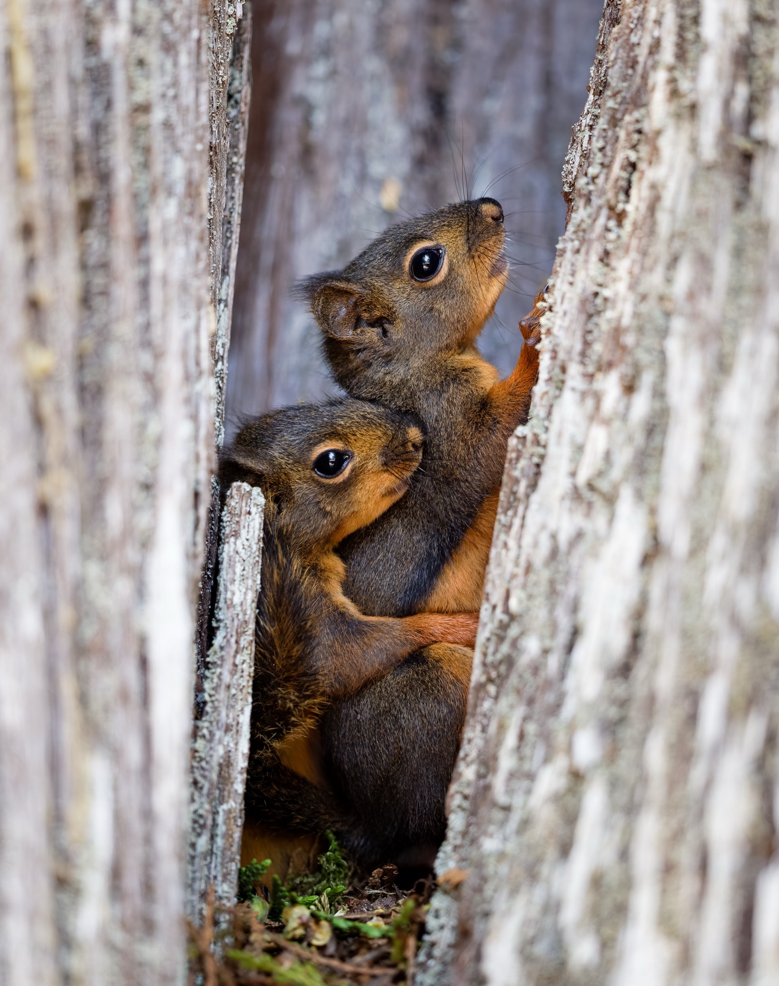 Douglas Squirrels