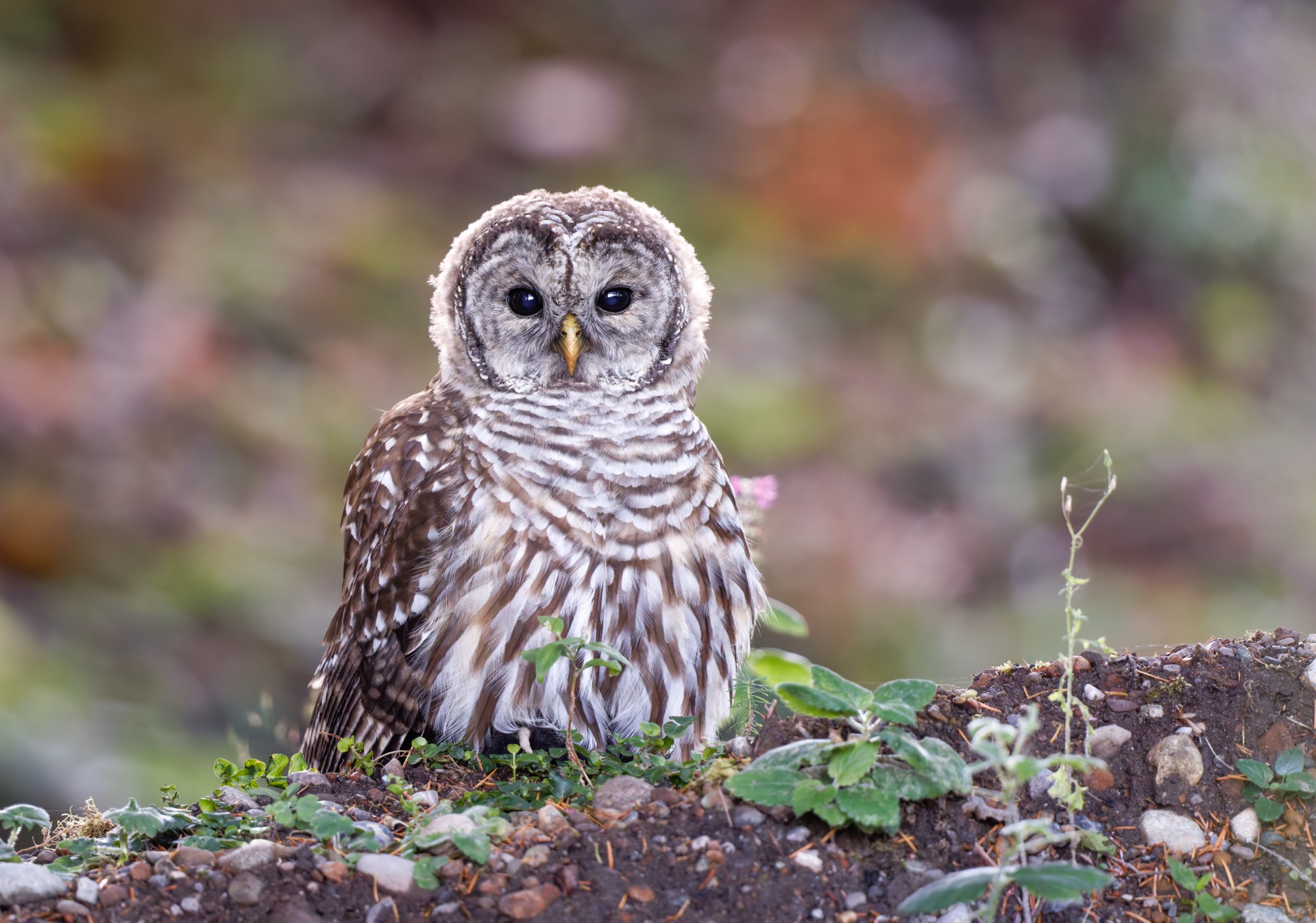 Barred Owl