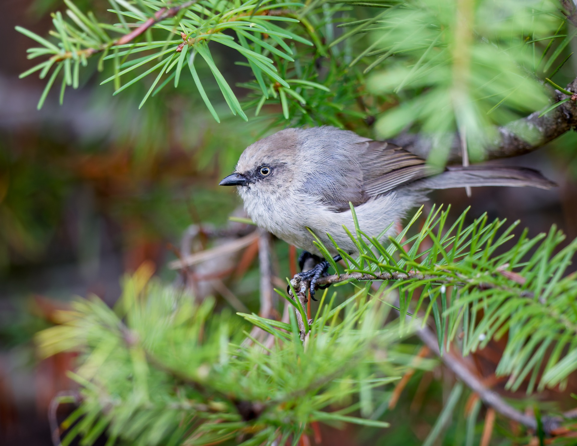 Bushtit