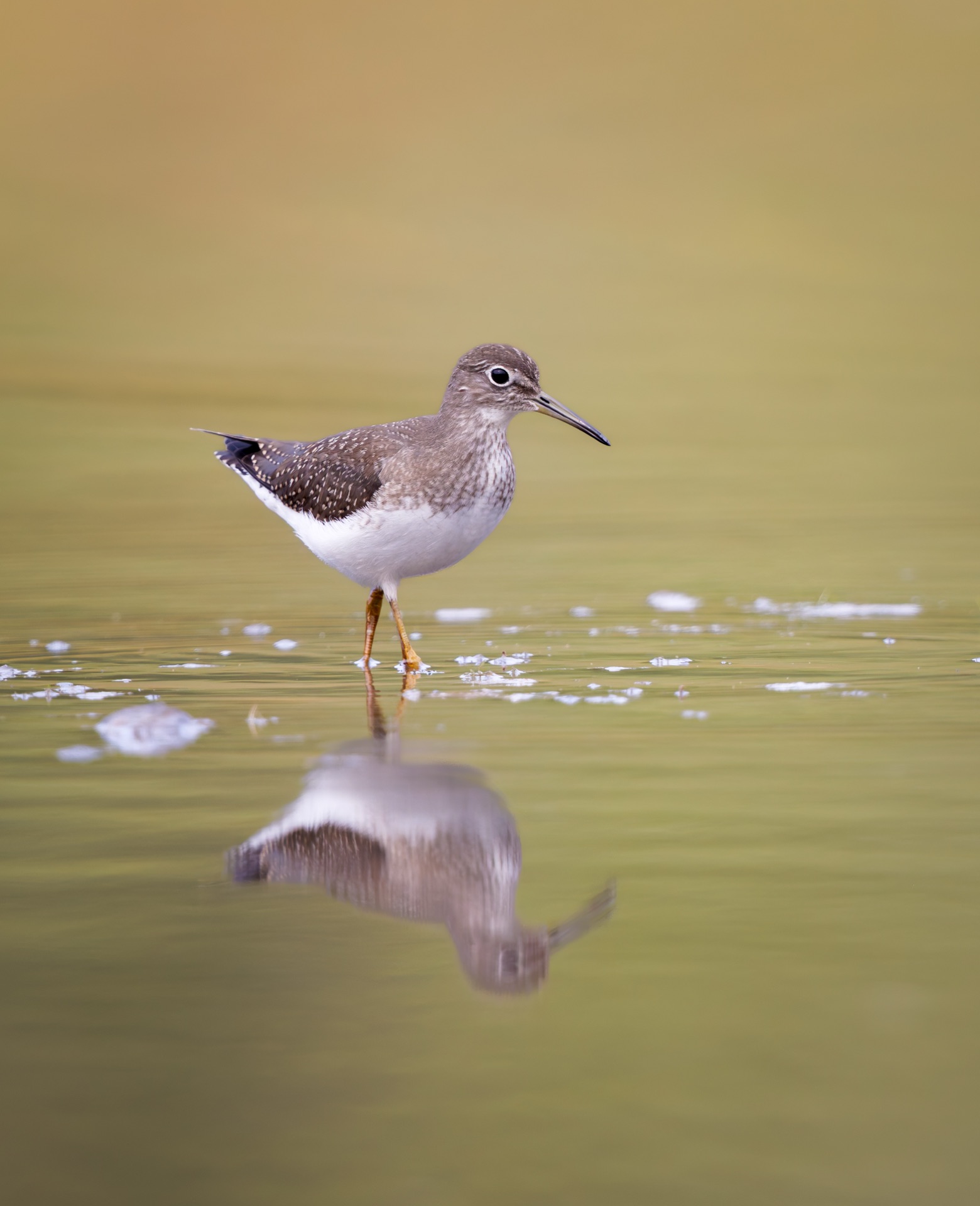 Solitary Sandpiper