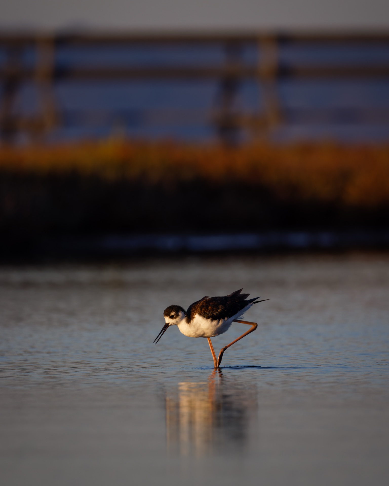 Black-necked Stilt