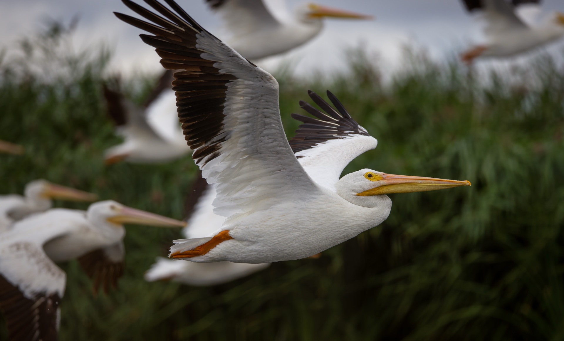 American White Pelican