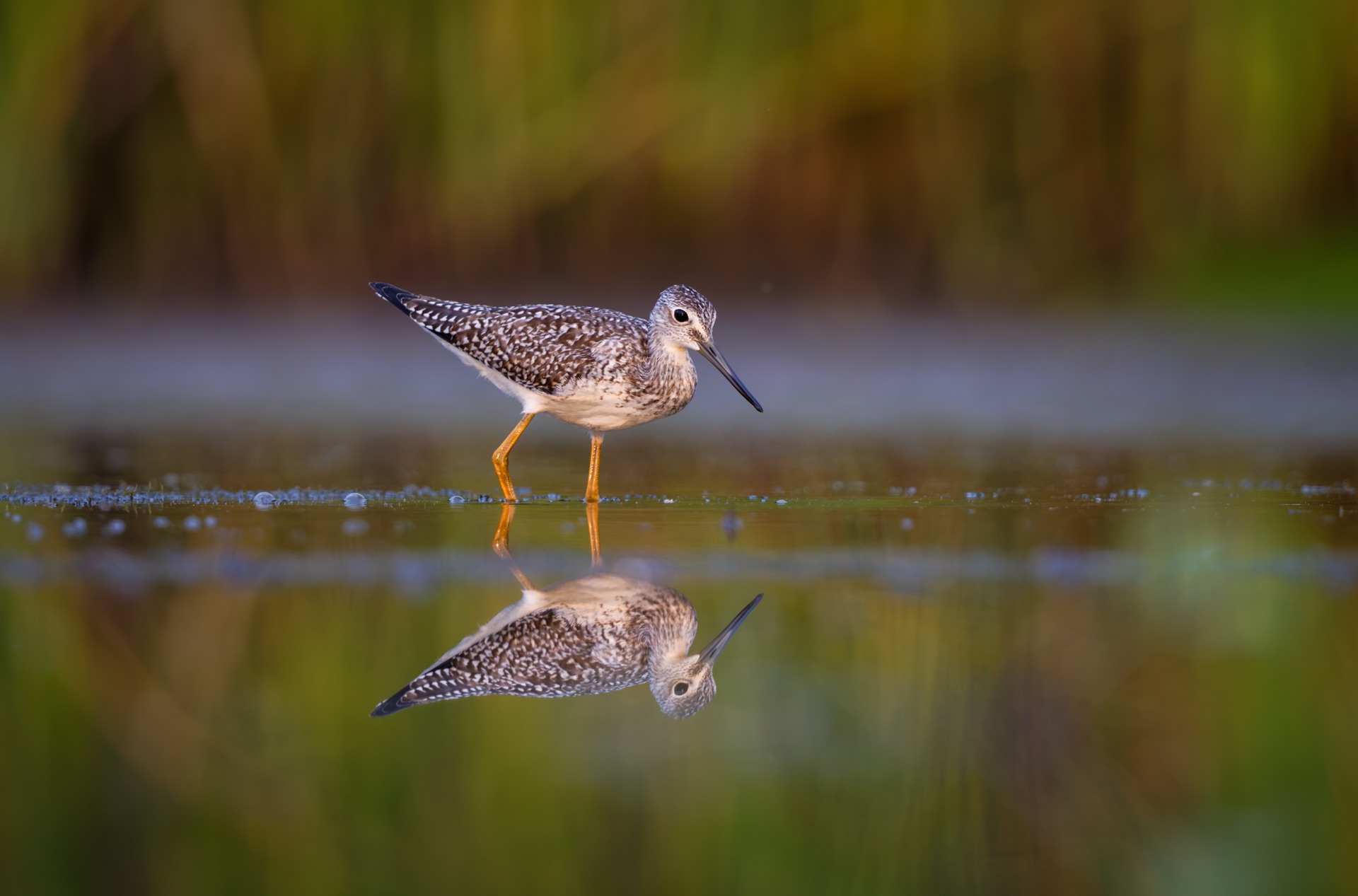 Greater Yellowlegs