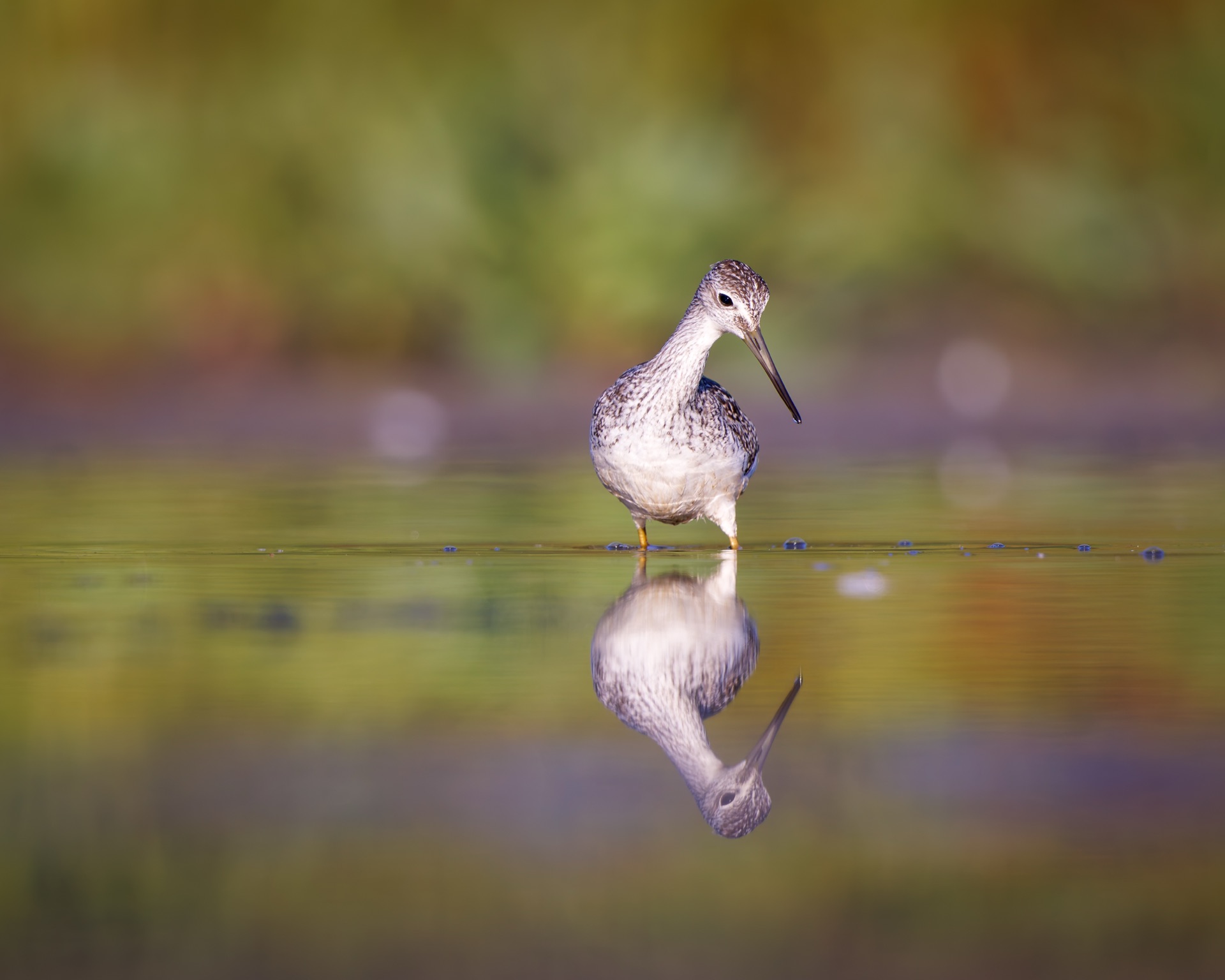 Greater Yellowlegs
