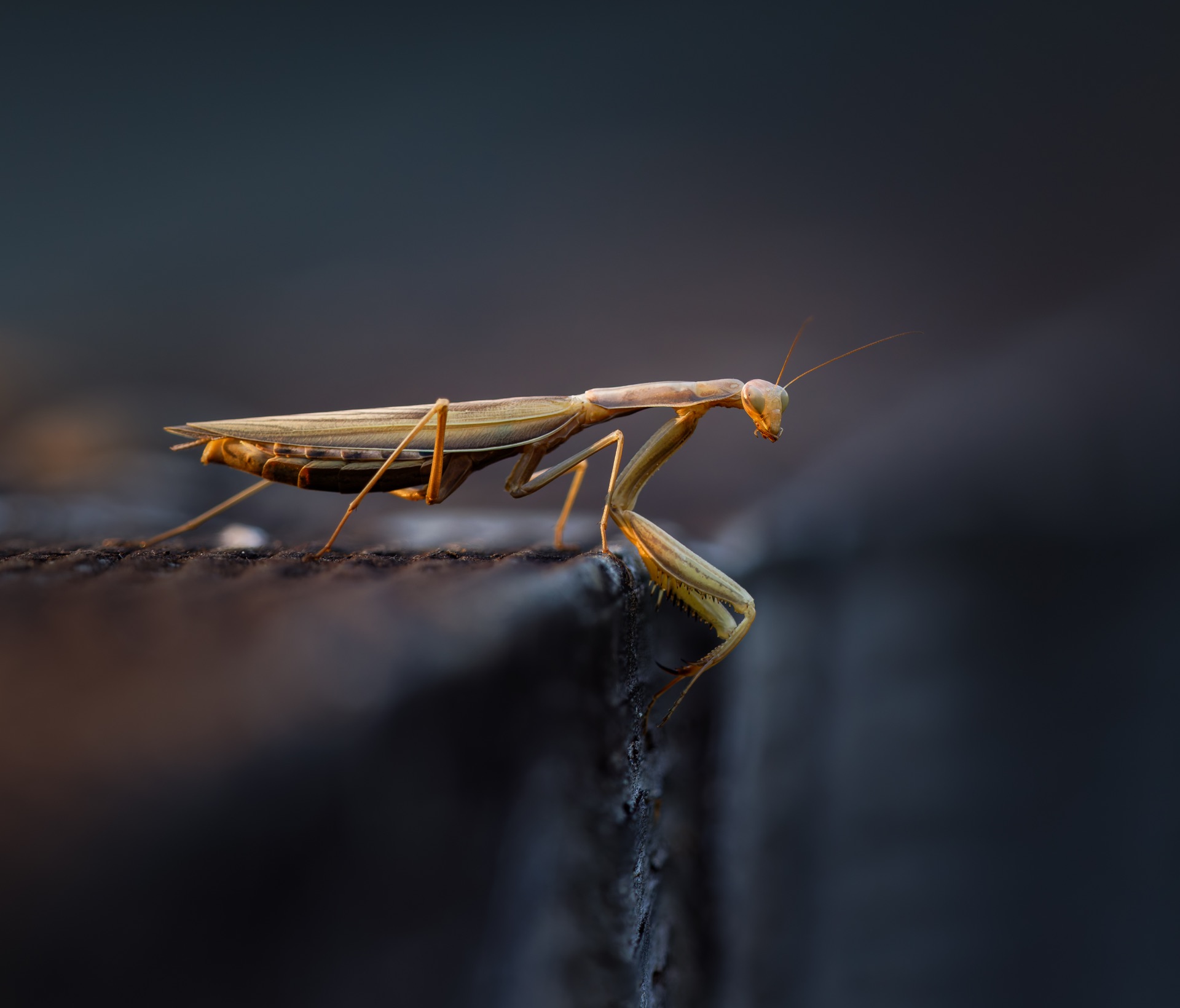 Praying Mantis