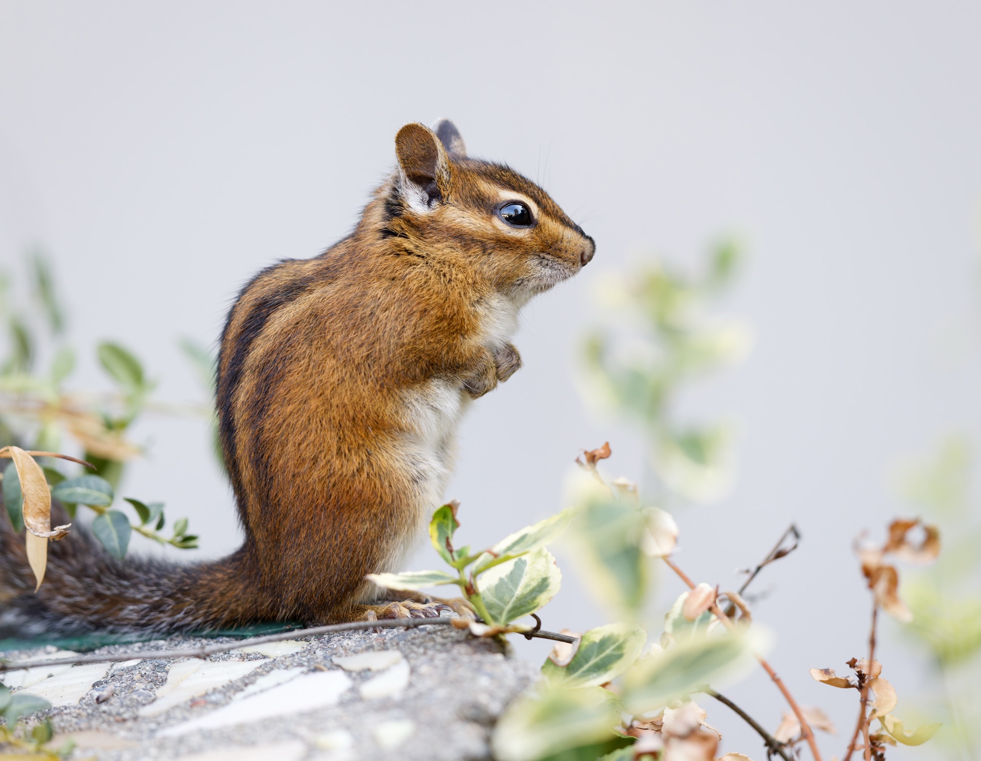 Townsend's Chipmunk