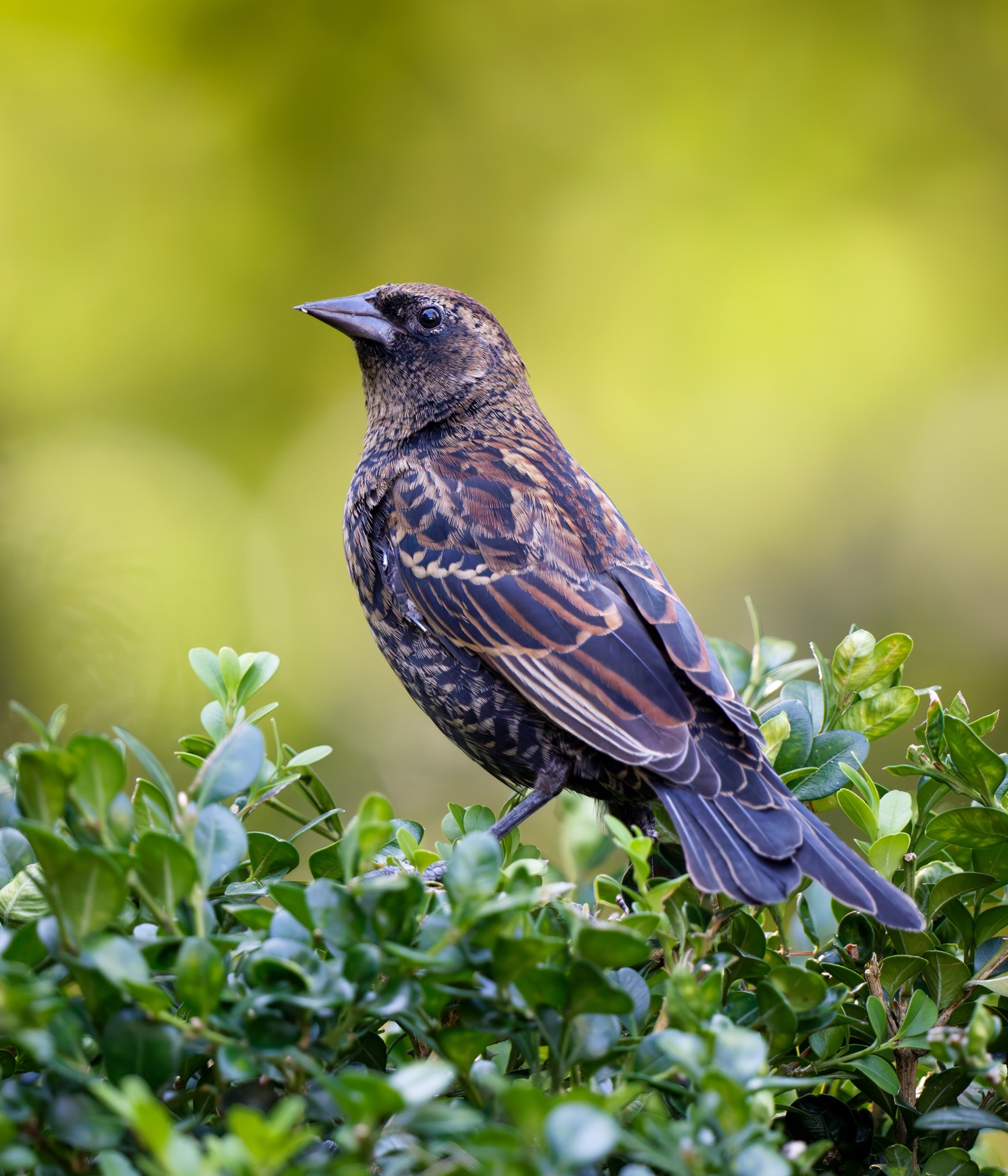 Red-winged Blackbird
