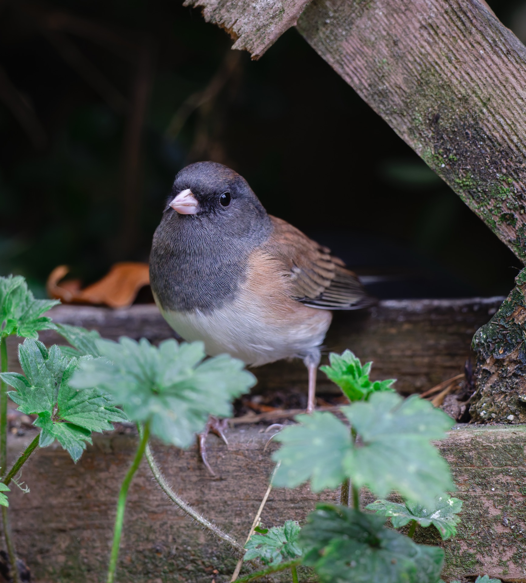 Dark-eyed Junco