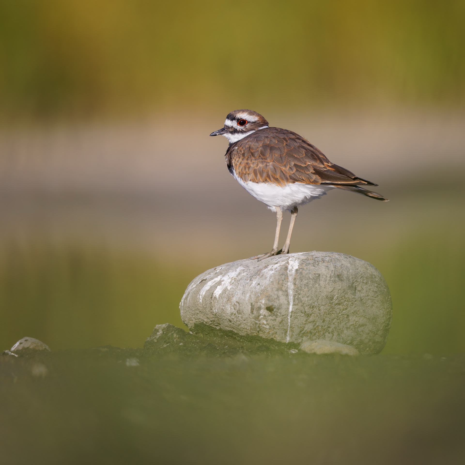 Killdeer