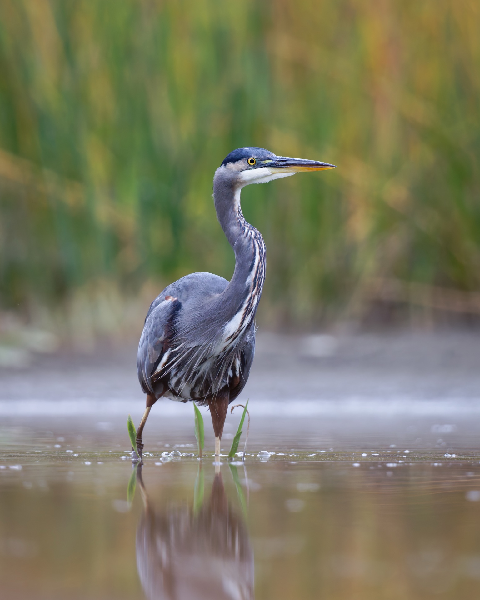 Great Blue Heron