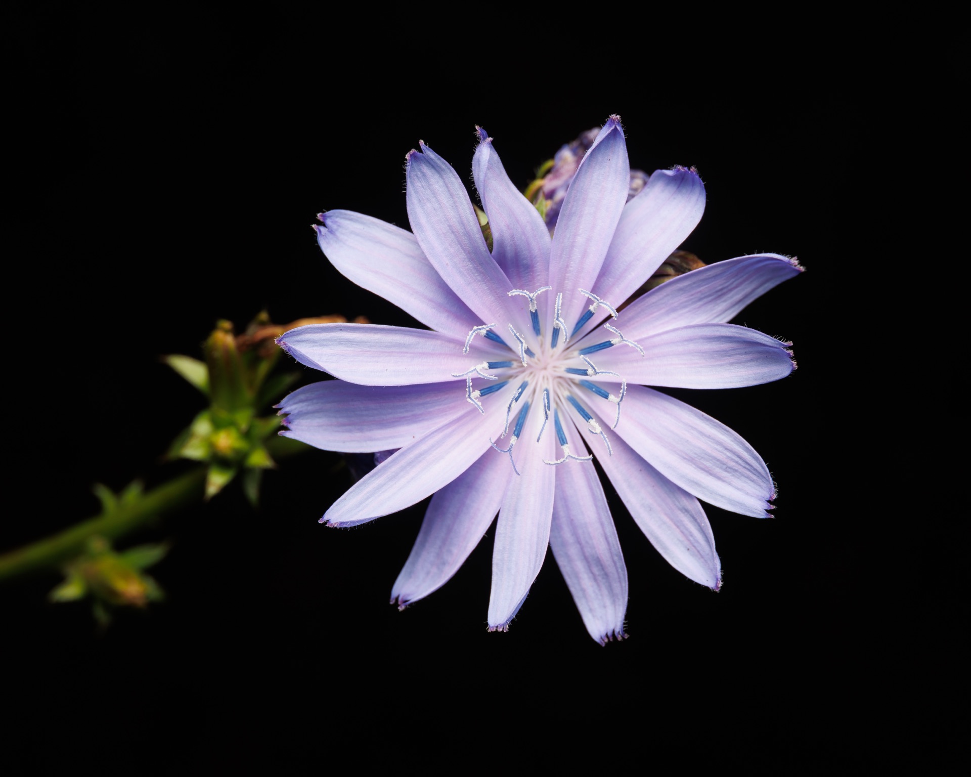 Chicory