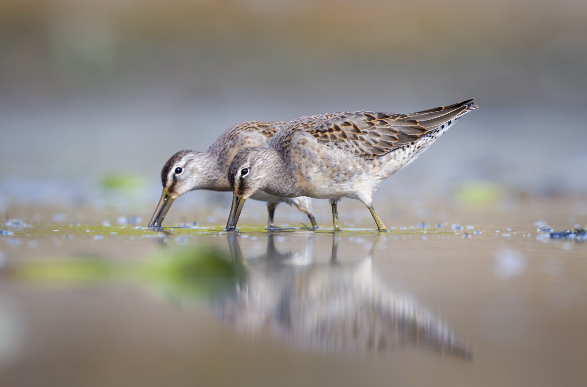Long-billed Dowitchers