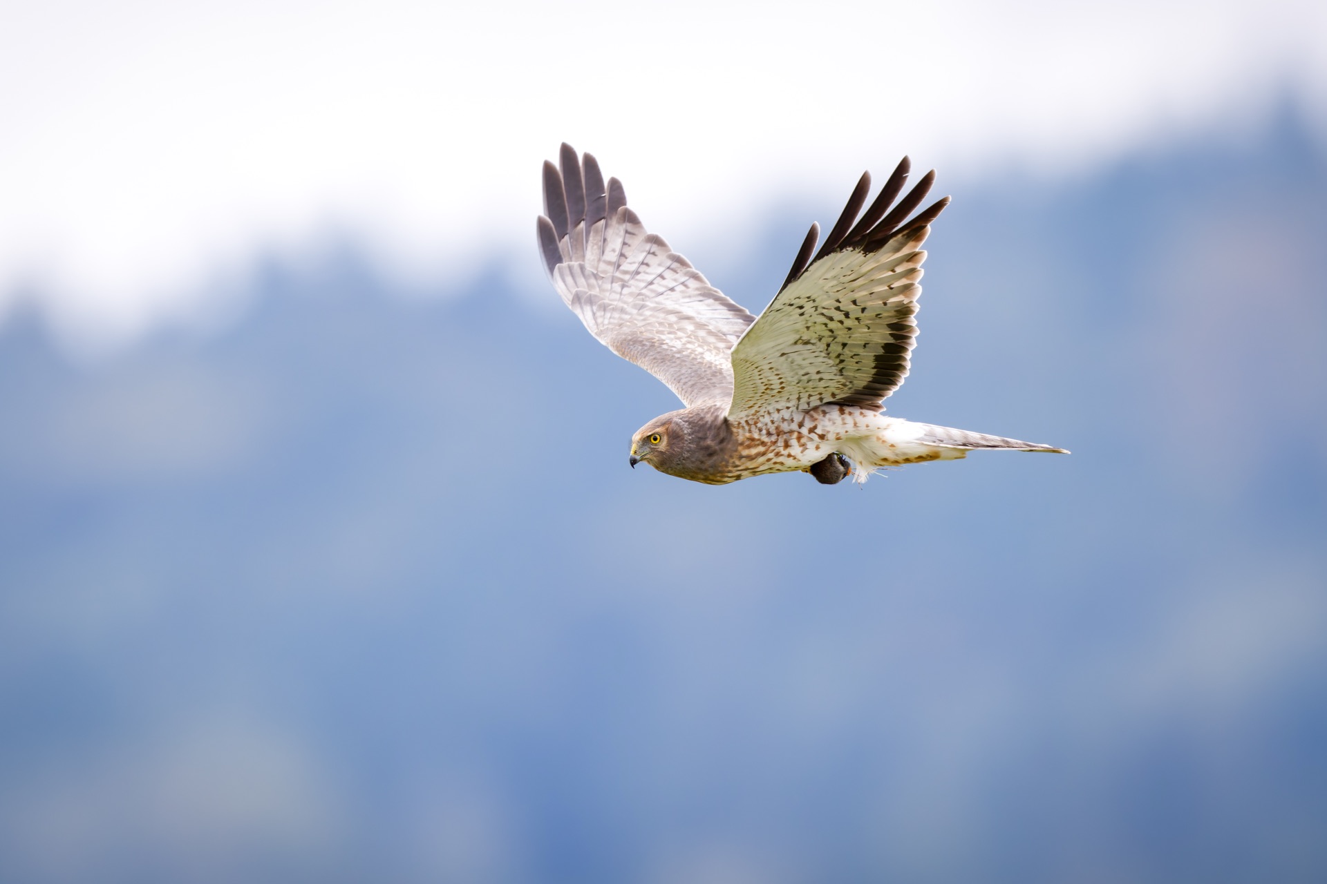 Northern Harrier